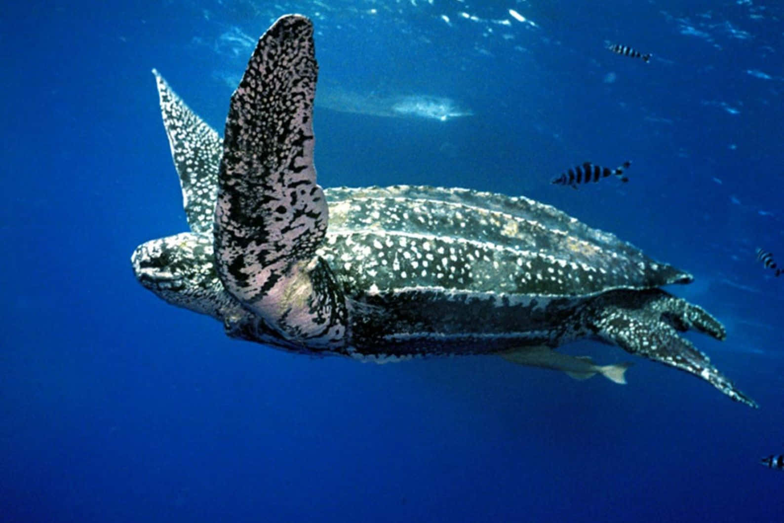 Leatherback Sea Turtle Swimming Underwater.jpg Wallpaper