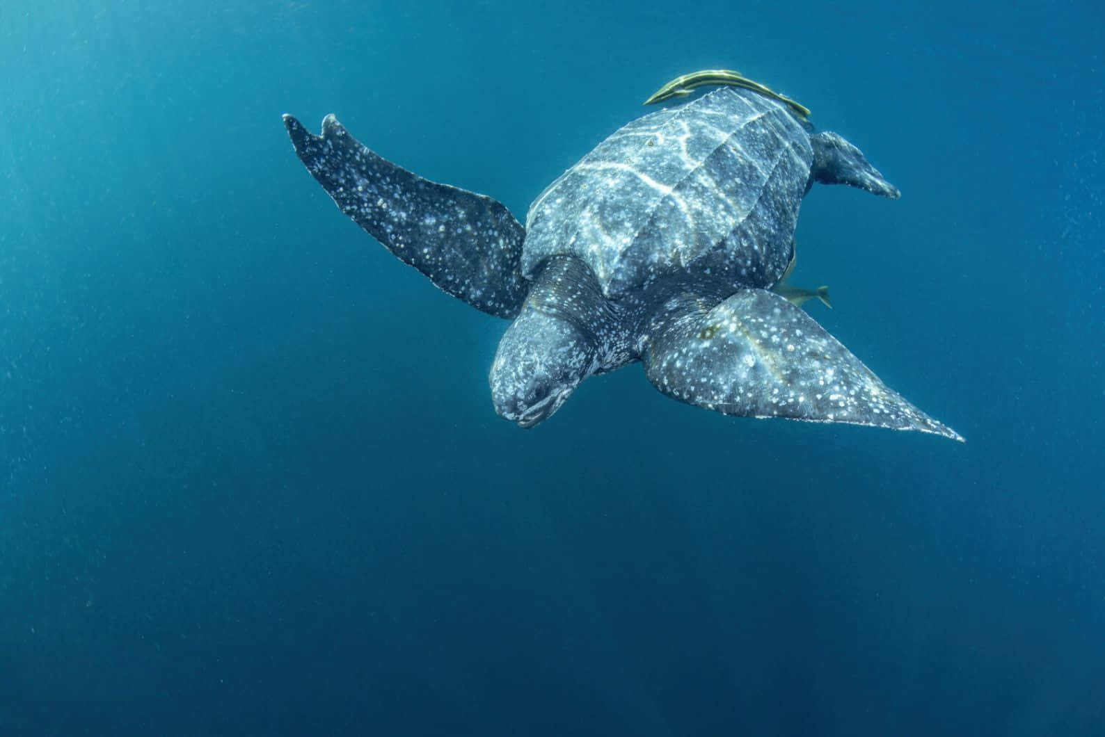 Leatherback Sea Turtle Swimming Underwater Wallpaper