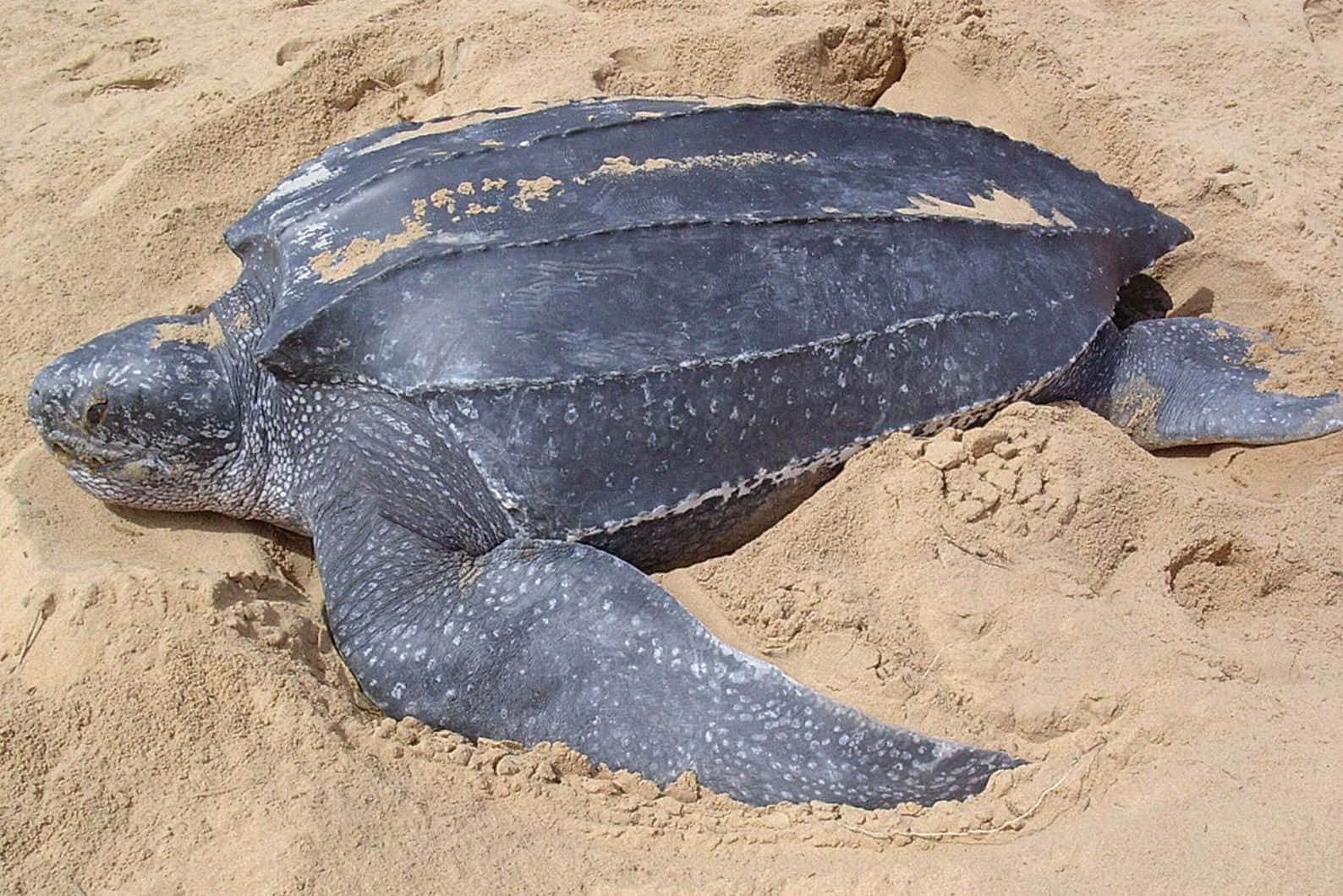Leatherback Sea Turtleon Sand Wallpaper