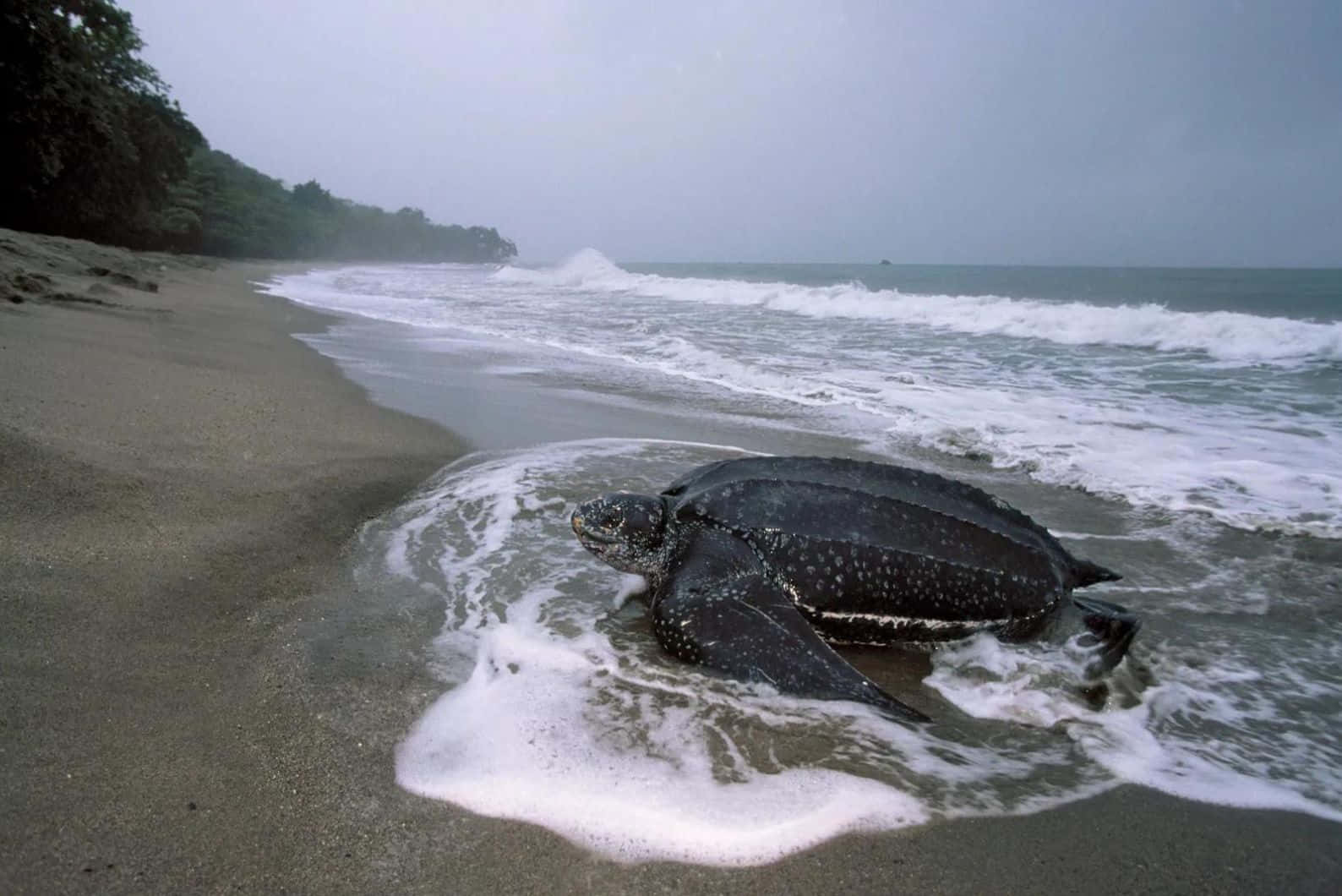 Leatherback Turtle Beach Shoreline Wallpaper