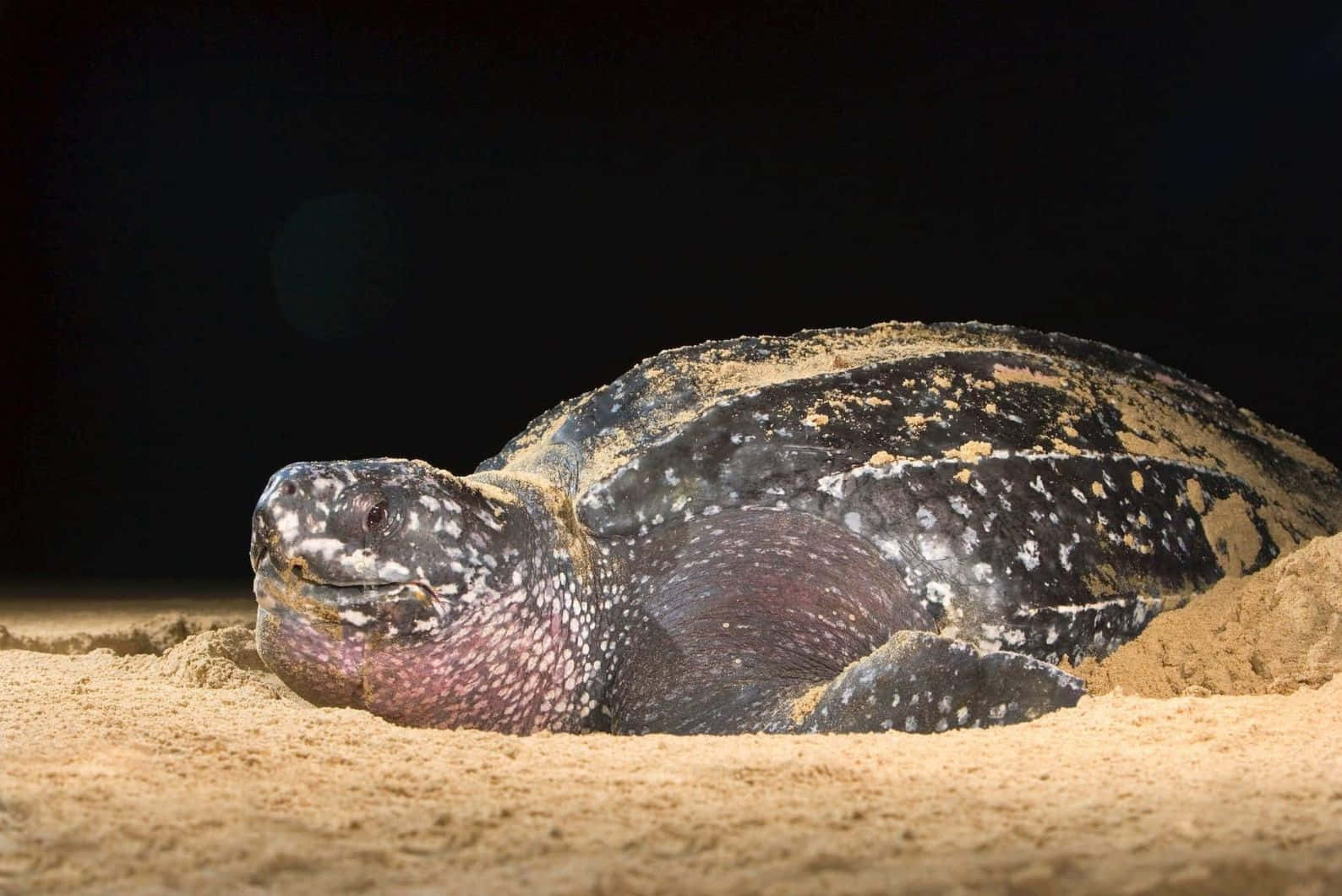Leatherback Turtle Restingon Sand Wallpaper