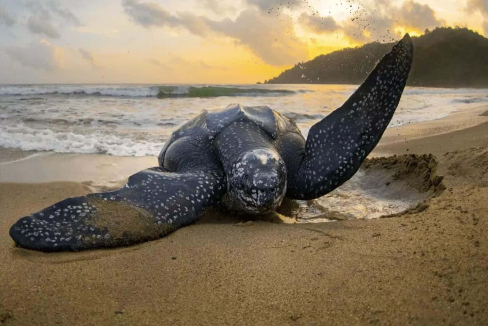Leatherback Turtle Sunset Beach Wallpaper