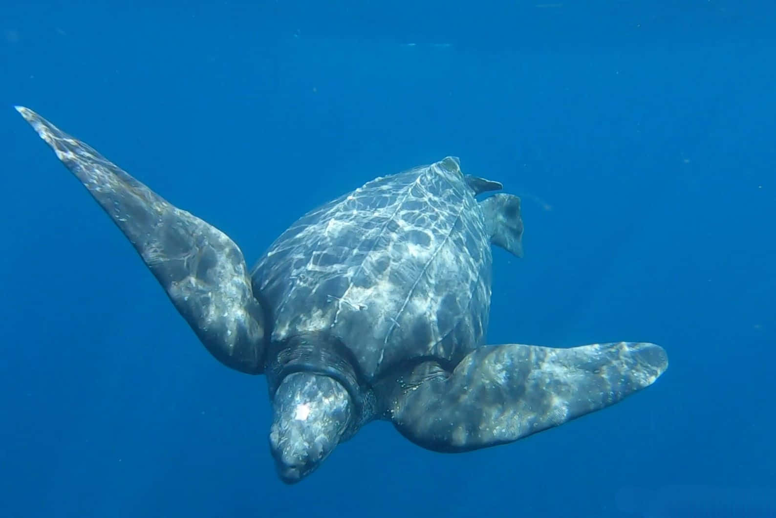 Leatherback Turtle Swimming Blue Ocean Wallpaper