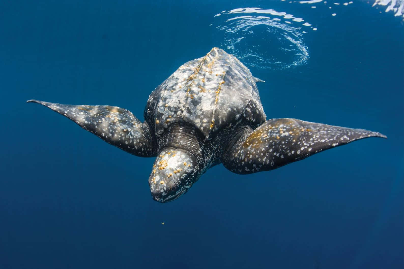 Leatherback Turtle Swimming Underwater.jpg Wallpaper