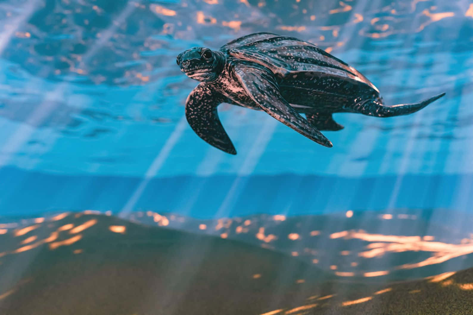 Leatherback Turtle Swimming Underwater Wallpaper