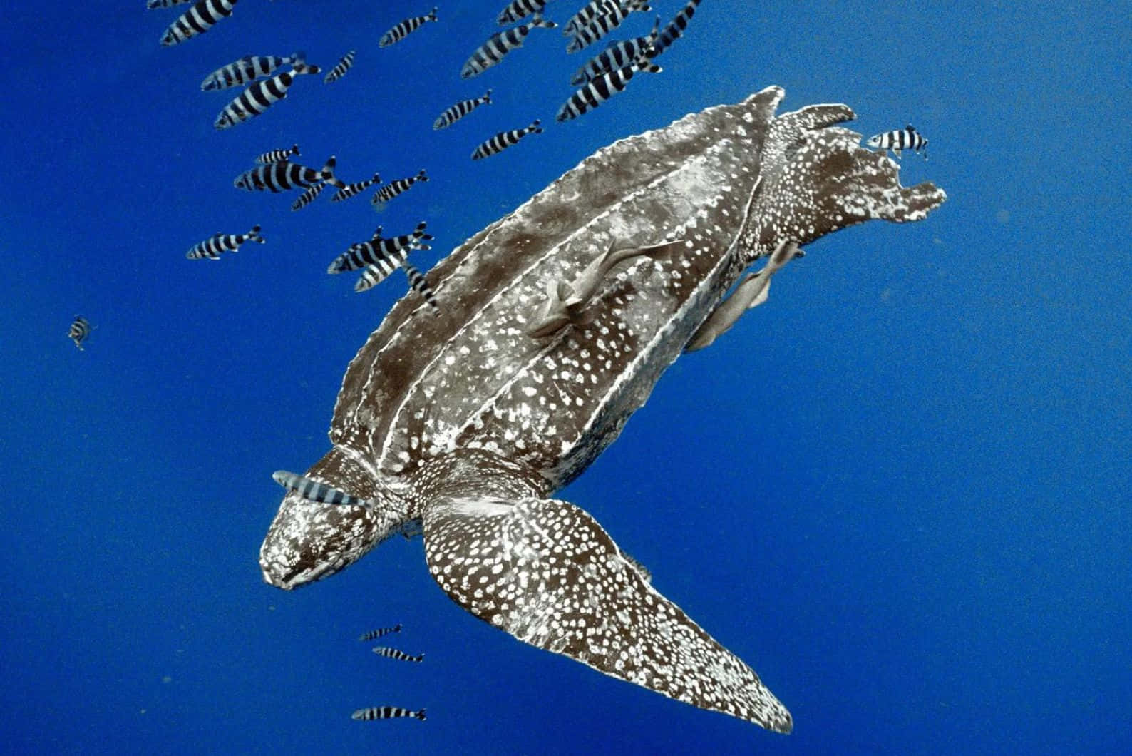 Leatherback Turtle Underwater Wallpaper