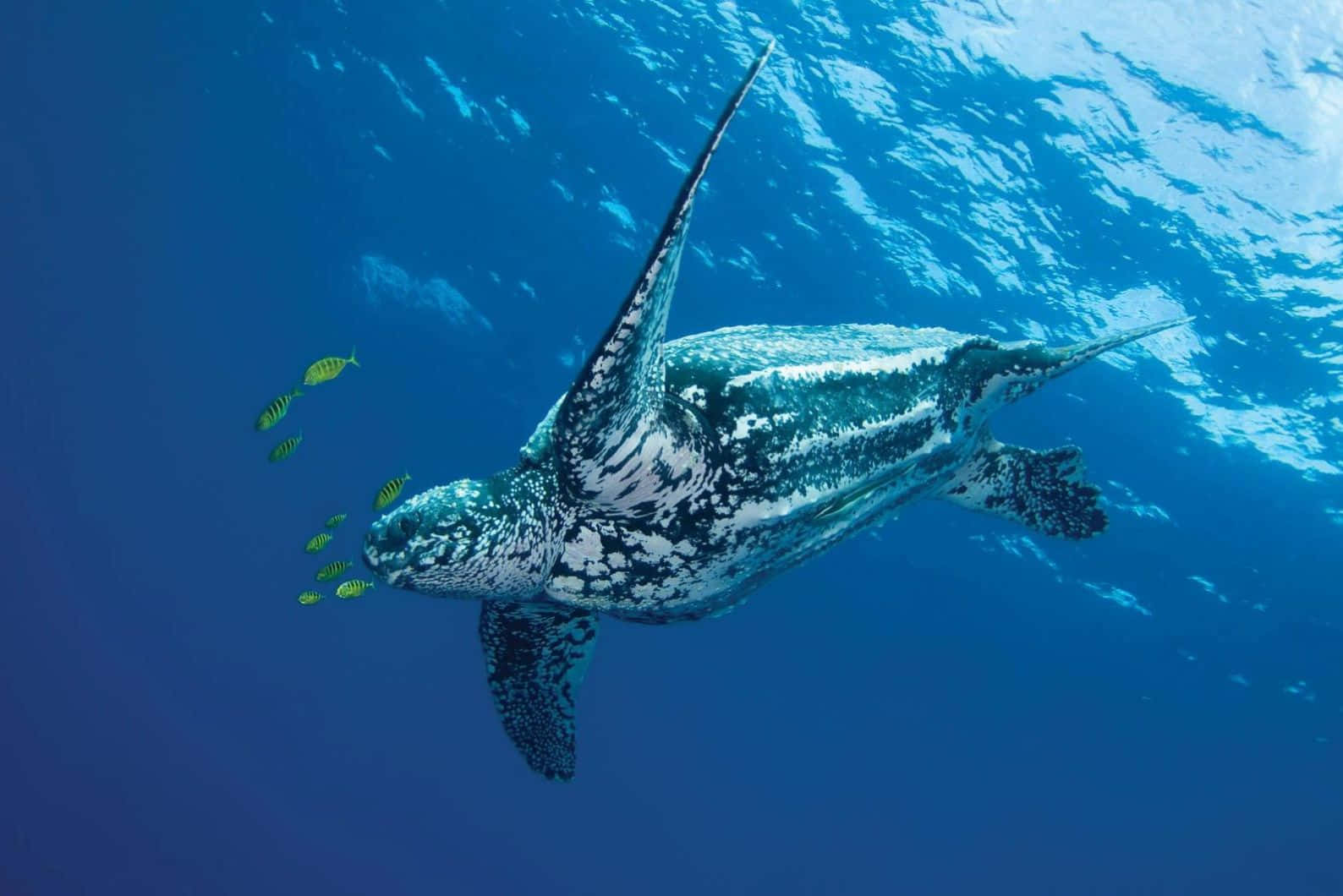 Leatherback_ Turtle_ Underwater_ Journey Wallpaper