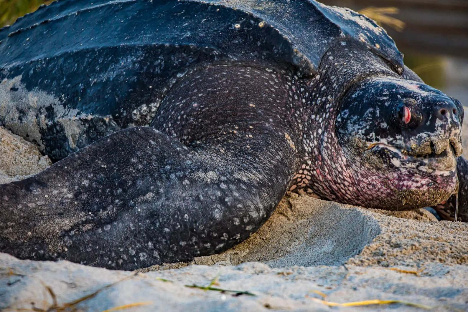 Leatherback Turtle Up Close.jpg Wallpaper