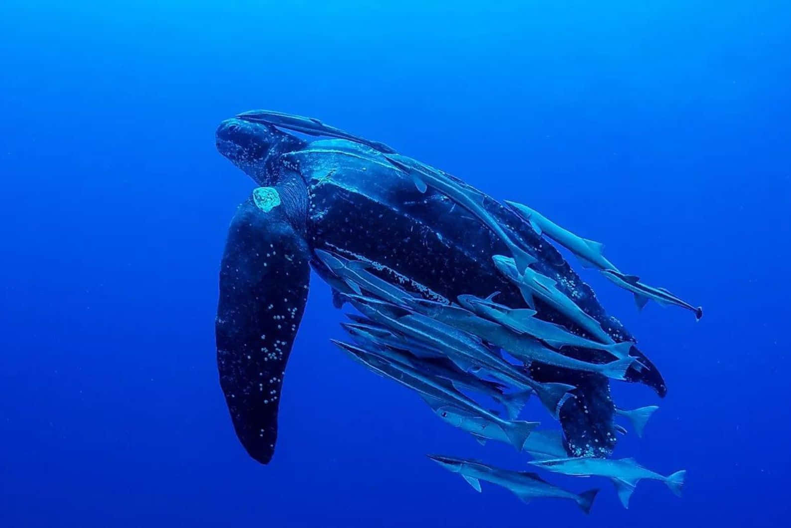 Leatherback Turtle With Remoras Wallpaper