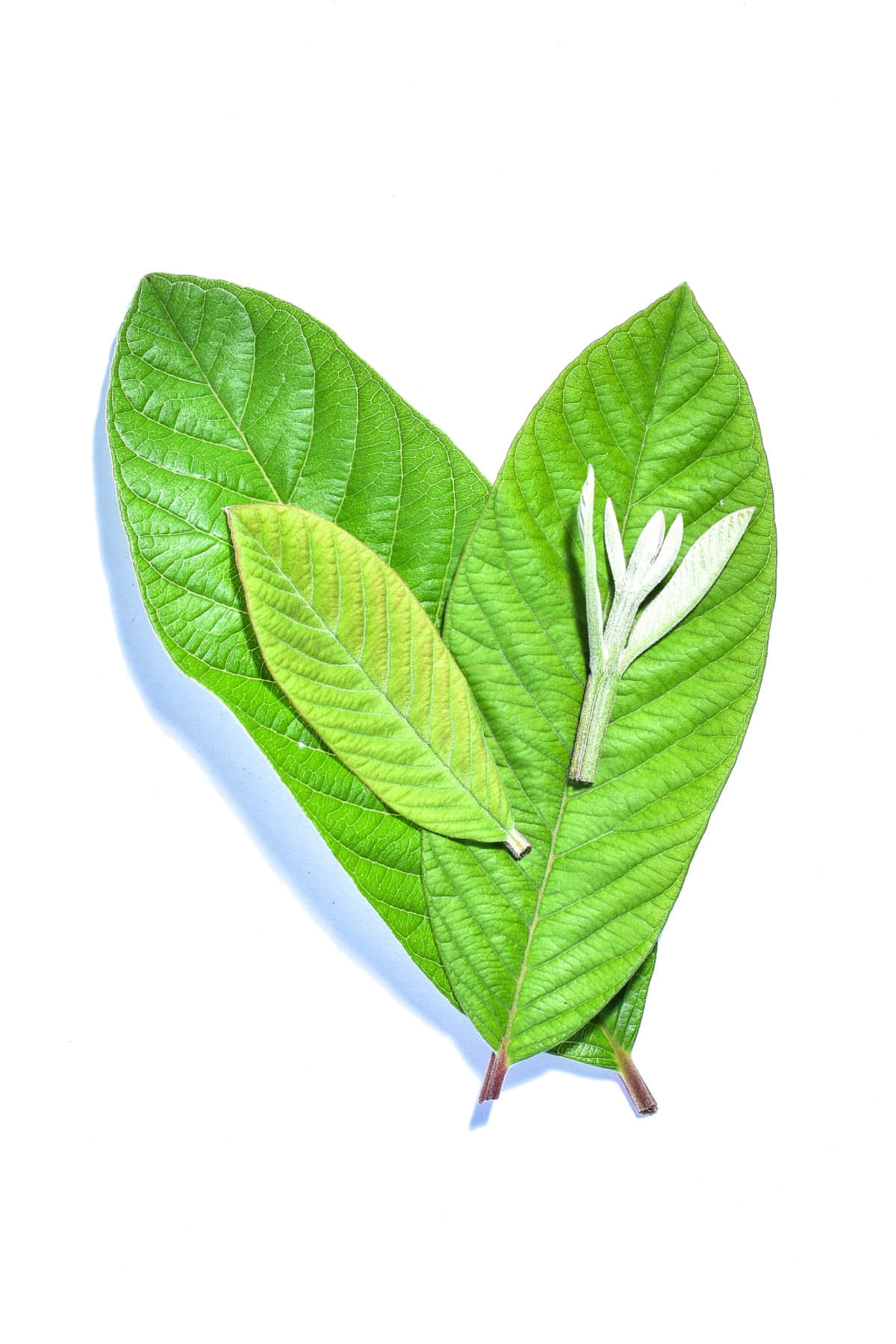 Green leaf витамины. Листья гуавы. Органический листик на белом фоне.