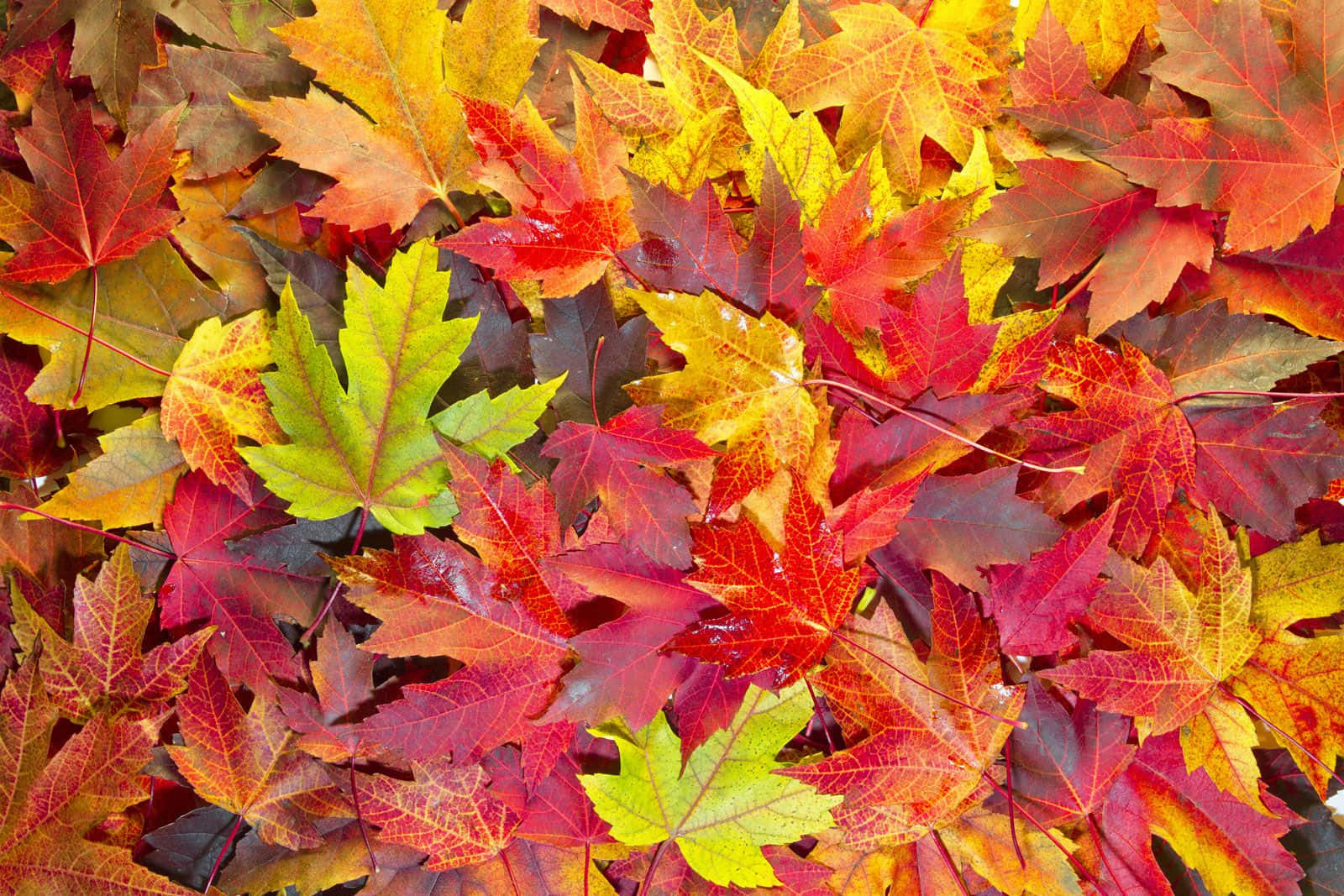 Captivating Autumn Leaves