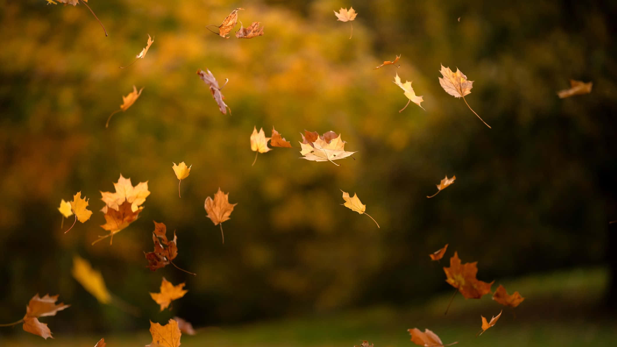 Golden Autumn Leaves against Blue Sky Background