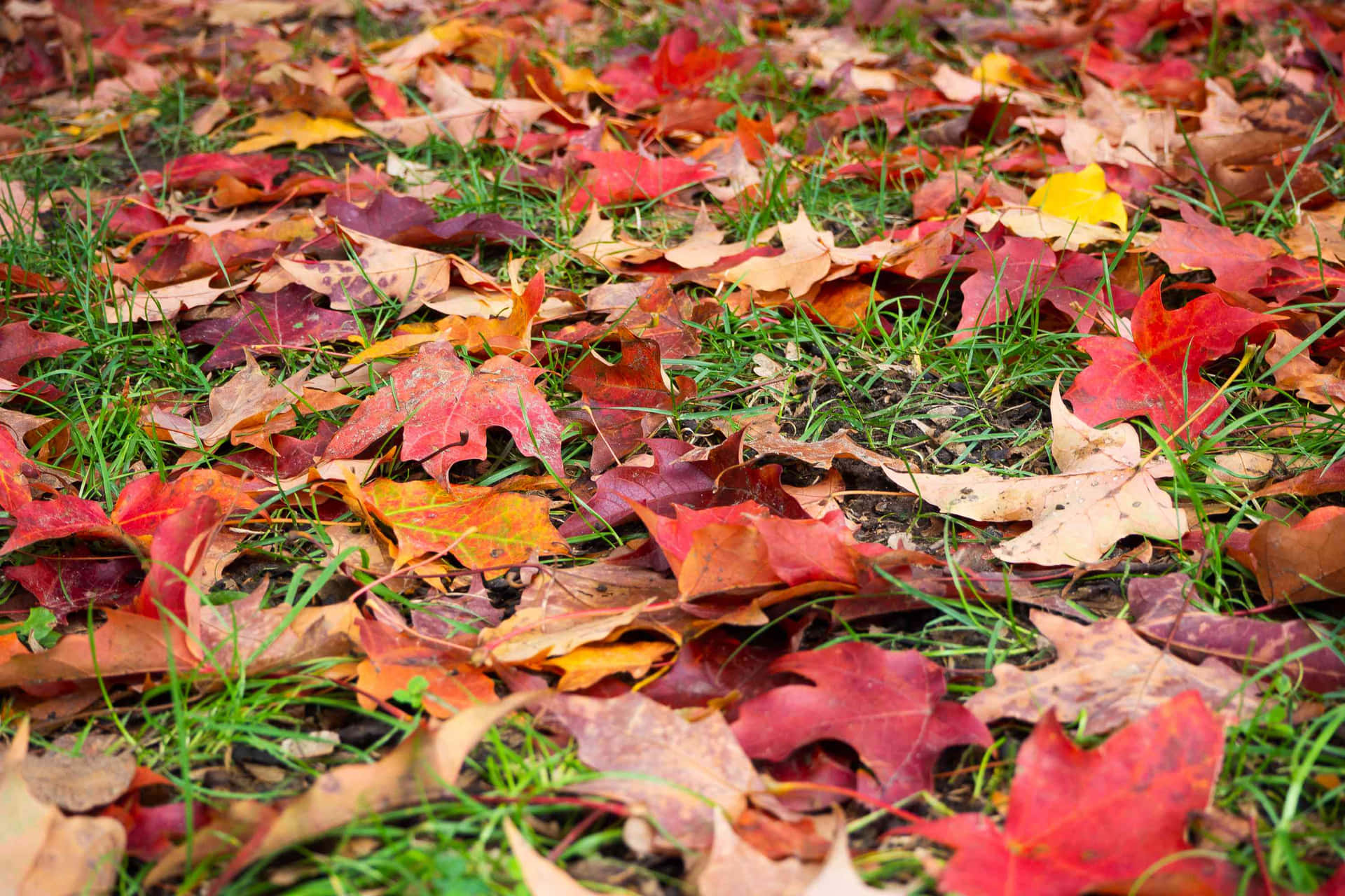 Vibrant Autumn Leaves Blanketing the Forest Floor