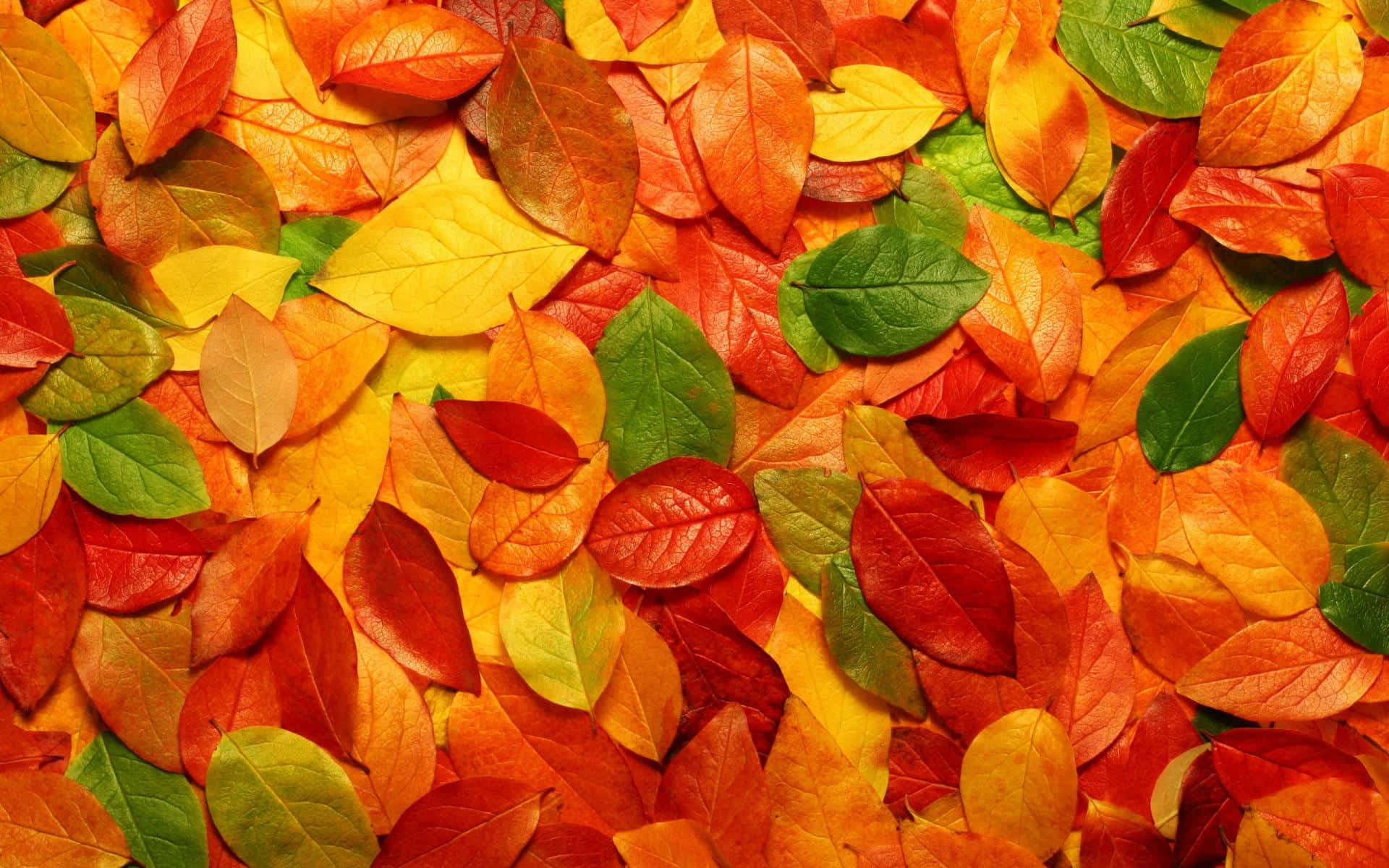 Autumn Leaves In A Pile