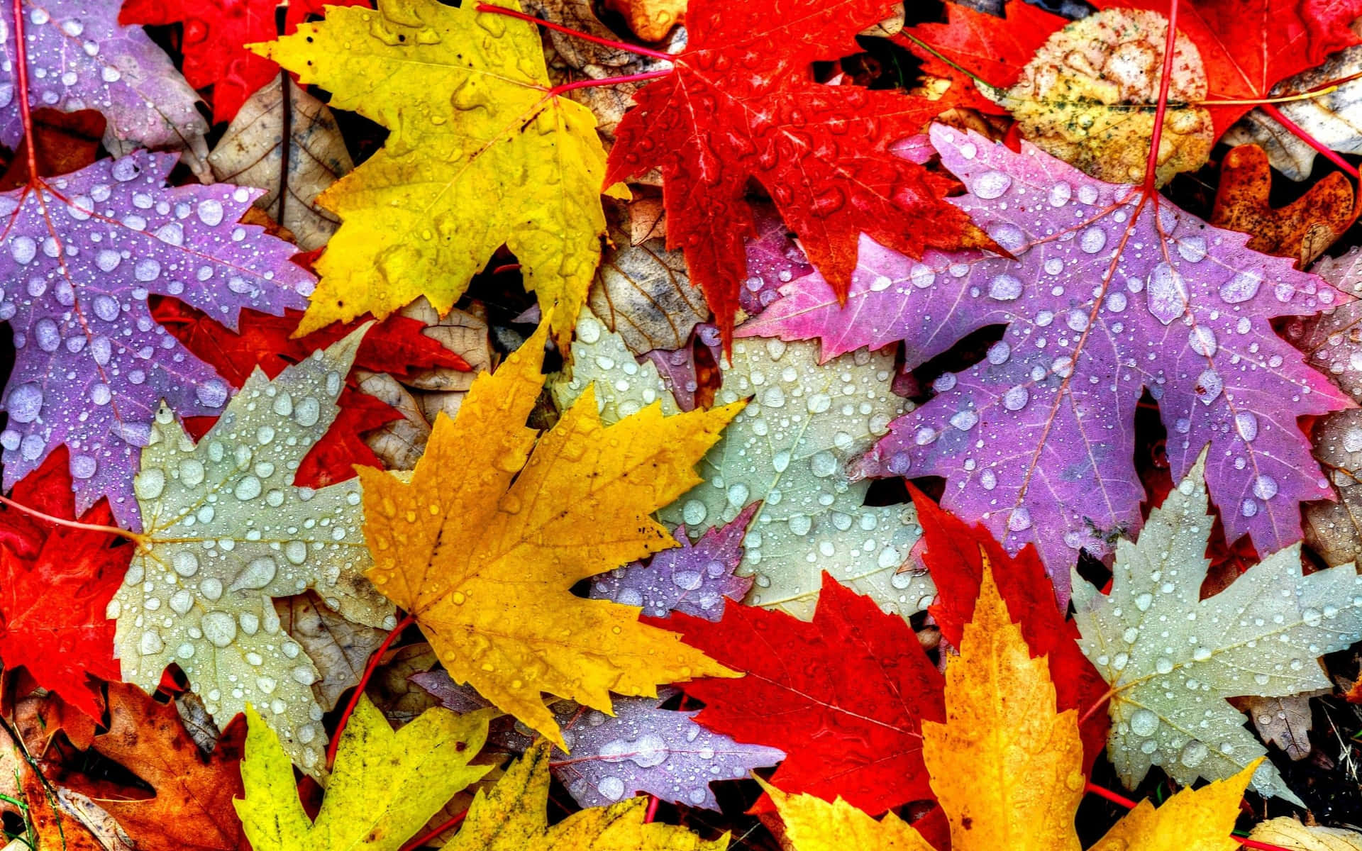 Colorful Leaves With Water Droplets On Them