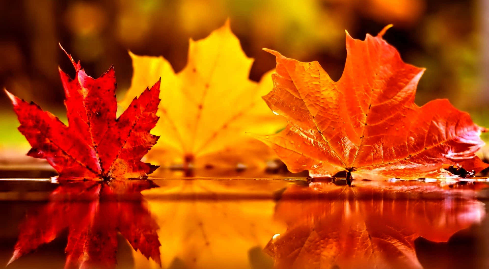 Herbstblätterim Wasser Reflektiert