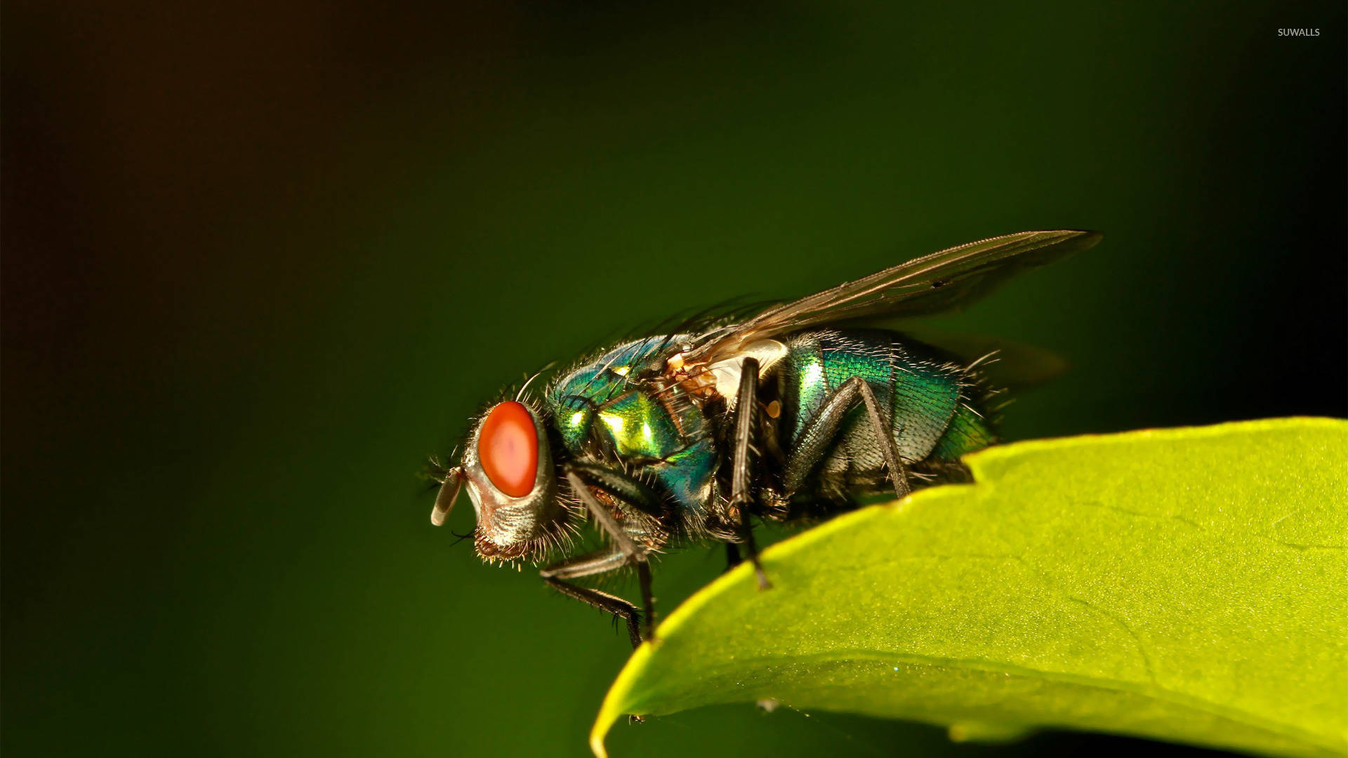 Leaves Blow Fly Wallpaper