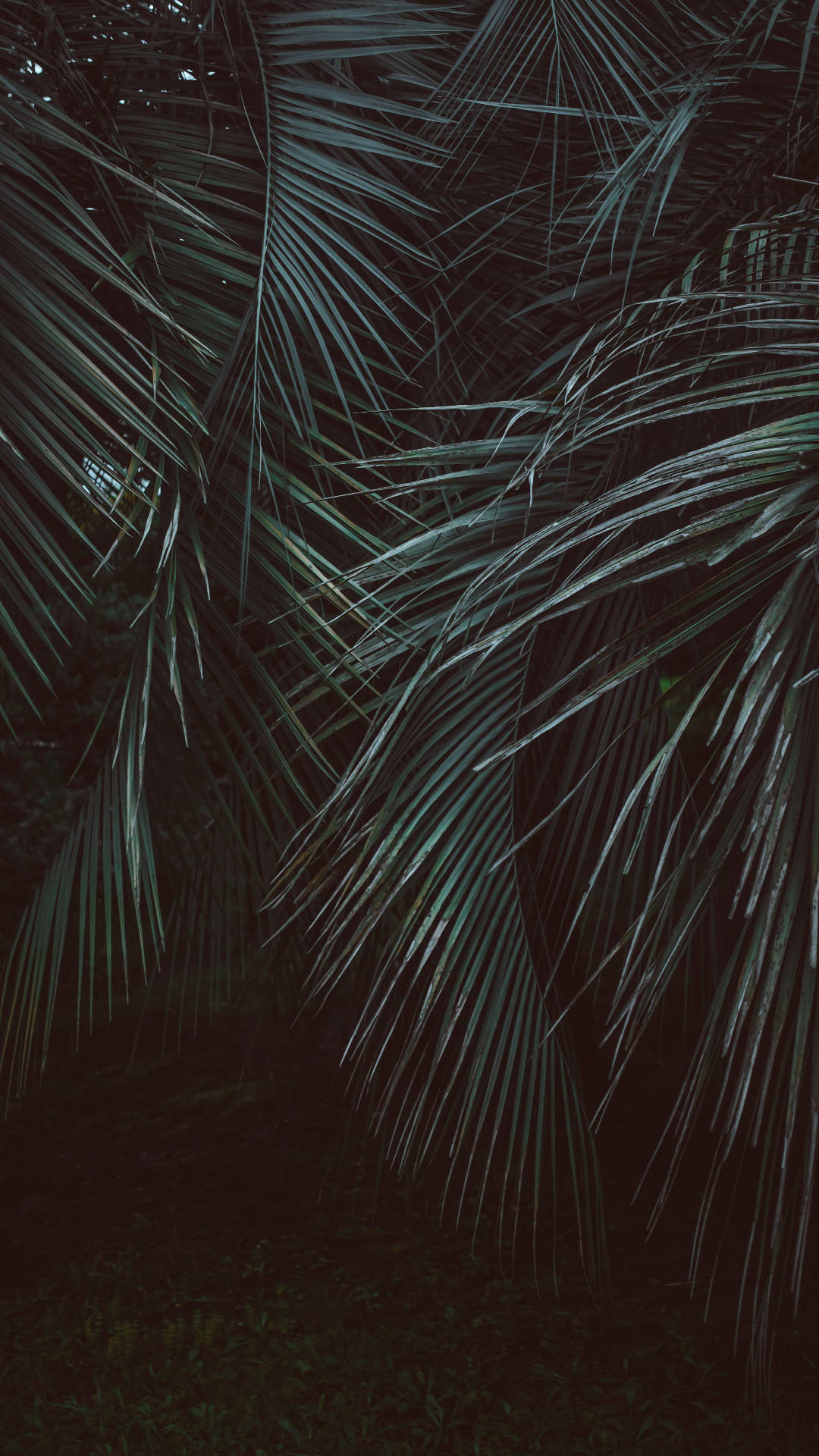 Leaves Jungle iPhone Wallpaper