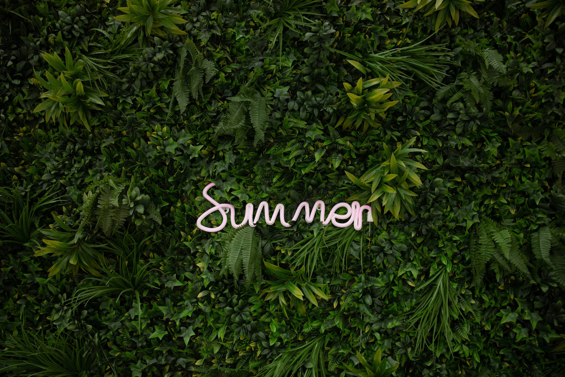 Blätterim Sommer Auf Vollbild-desktop Wallpaper