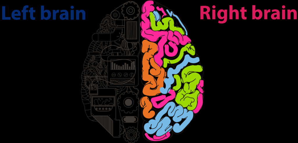 Left Right Brain Functions Illustration PNG