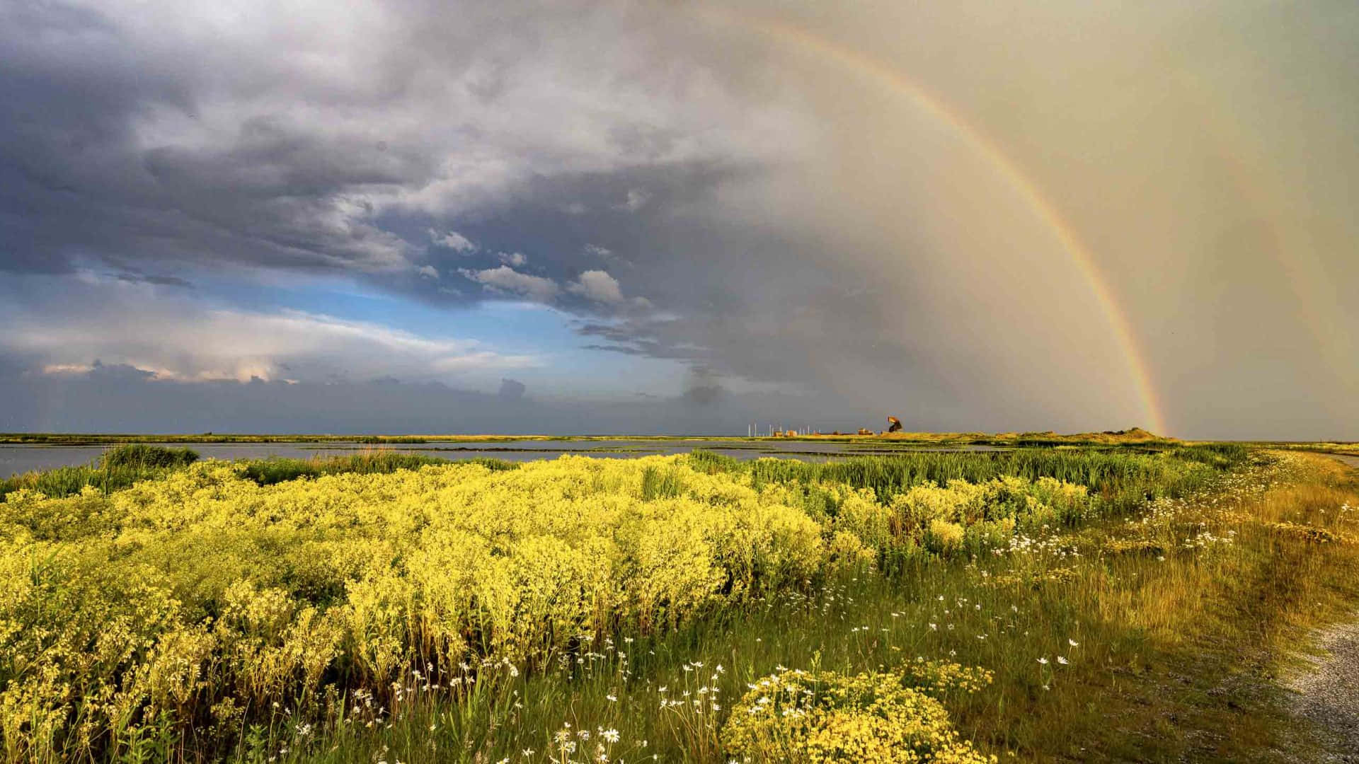 Lelystad Regenboog Over Moerassen Achtergrond