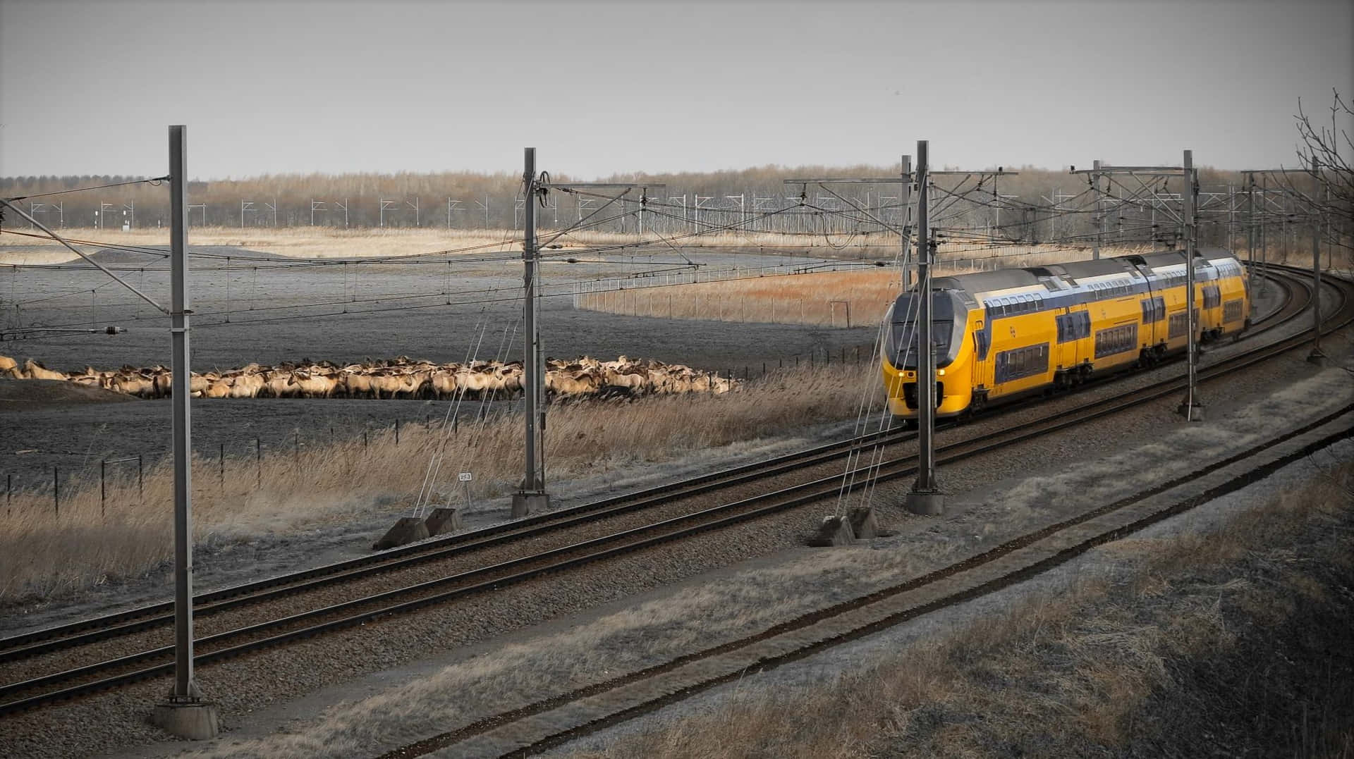 Lelystad Train Passing Through Countryside Wallpaper