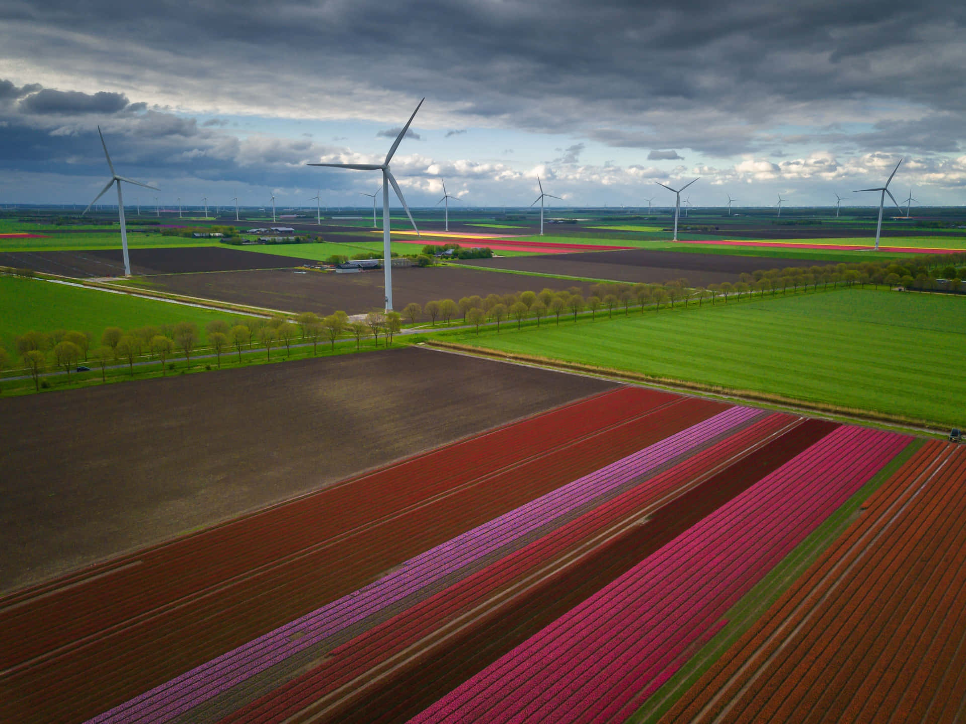 Lelystad Windmillsand Colorful Tulip Fields Wallpaper