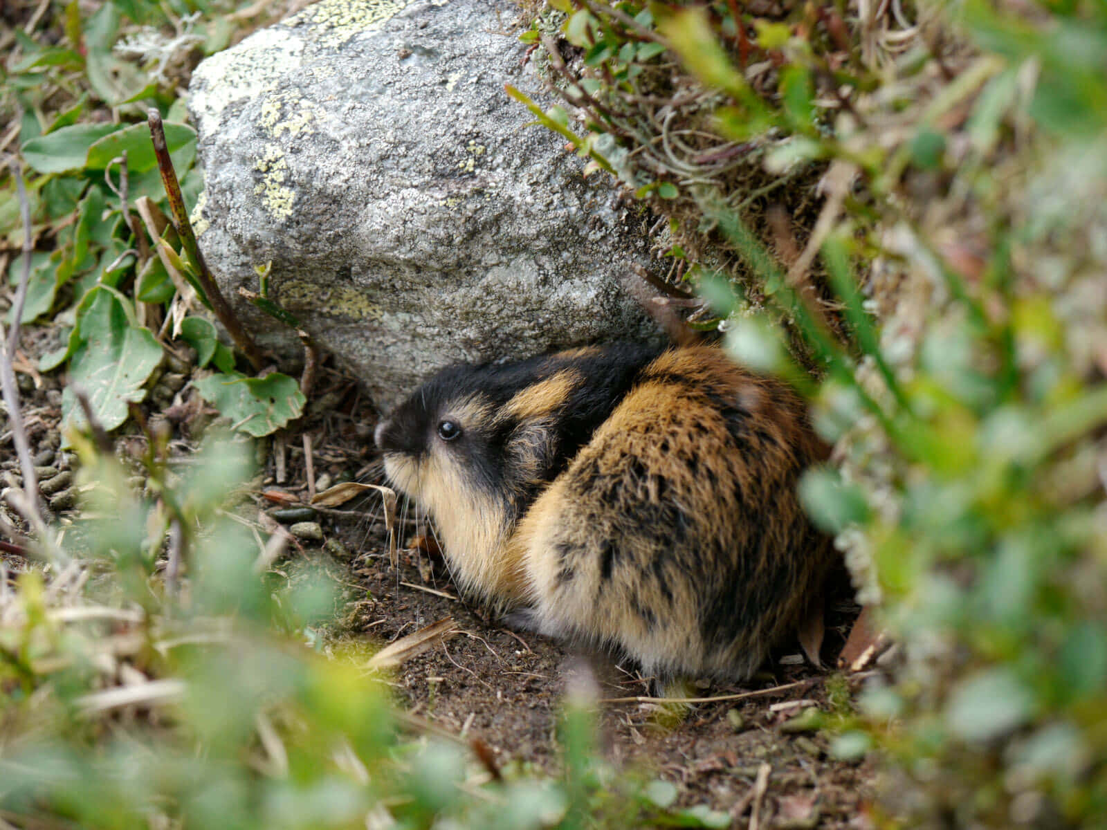 Lemming Som Skjuler Seg Bak Stein Bakgrunnsbildet