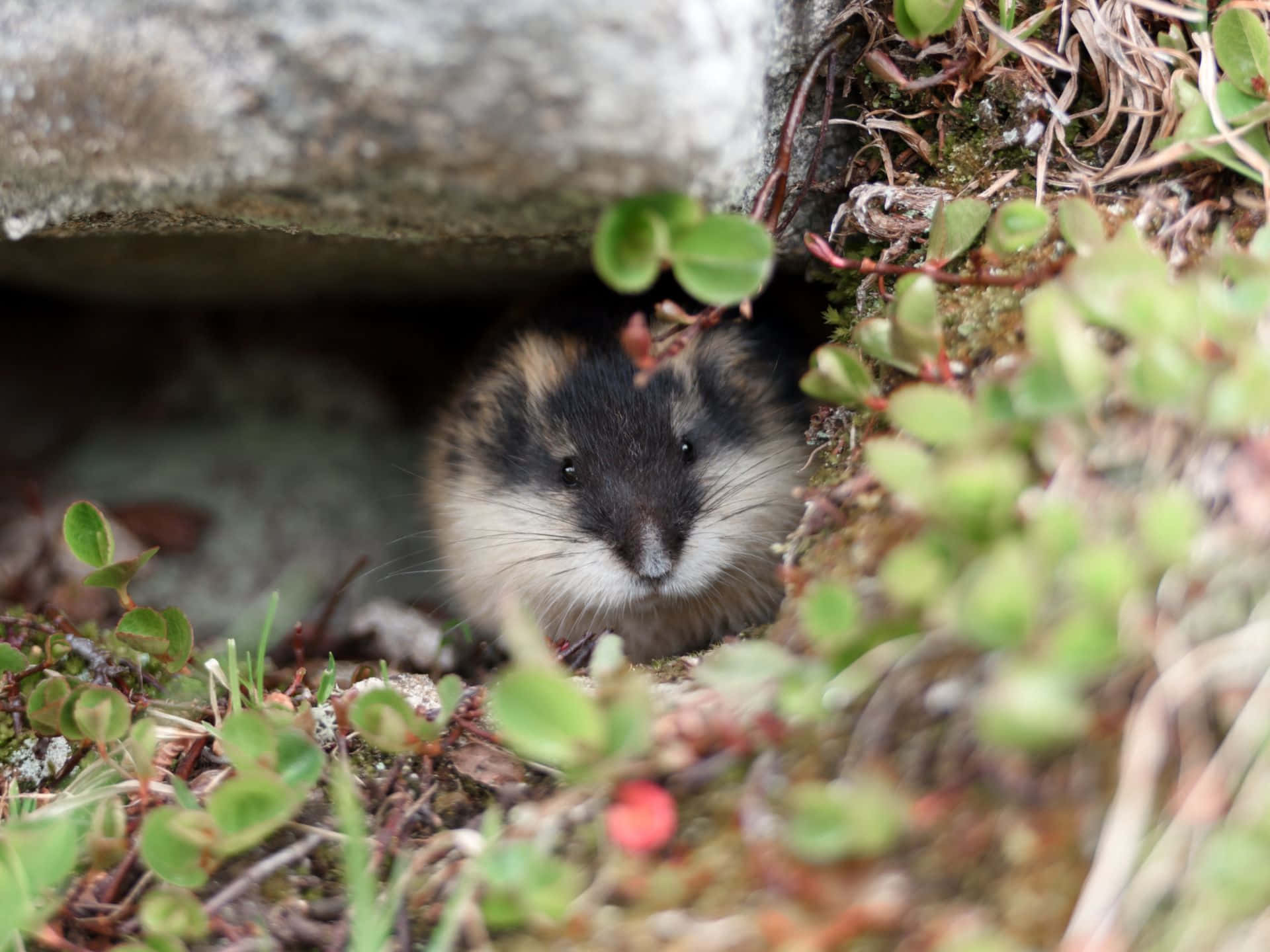 Lemming Kikker Fra Hiet Bakgrunnsbildet