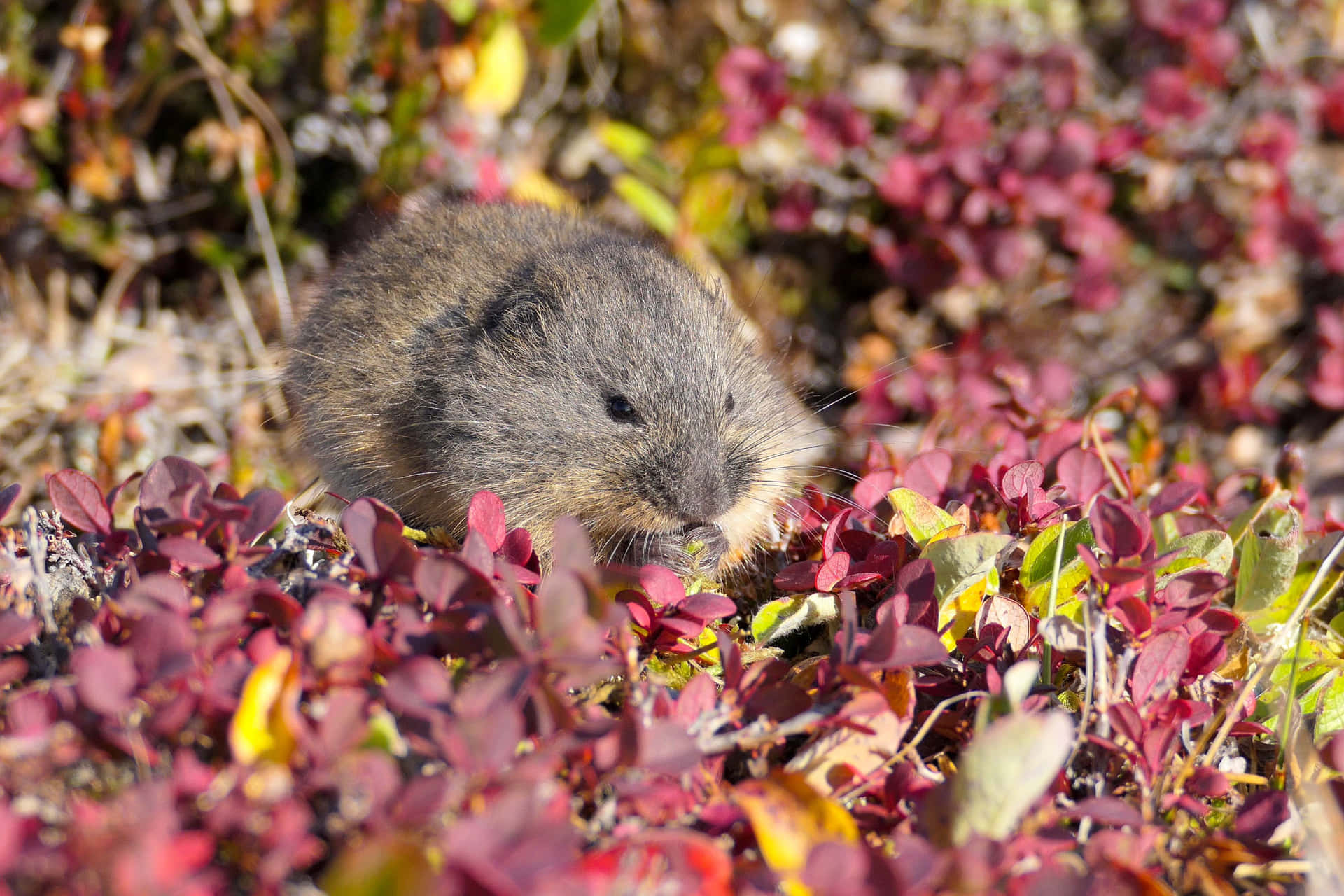 Lemming I Høstløv Bakgrunnsbildet