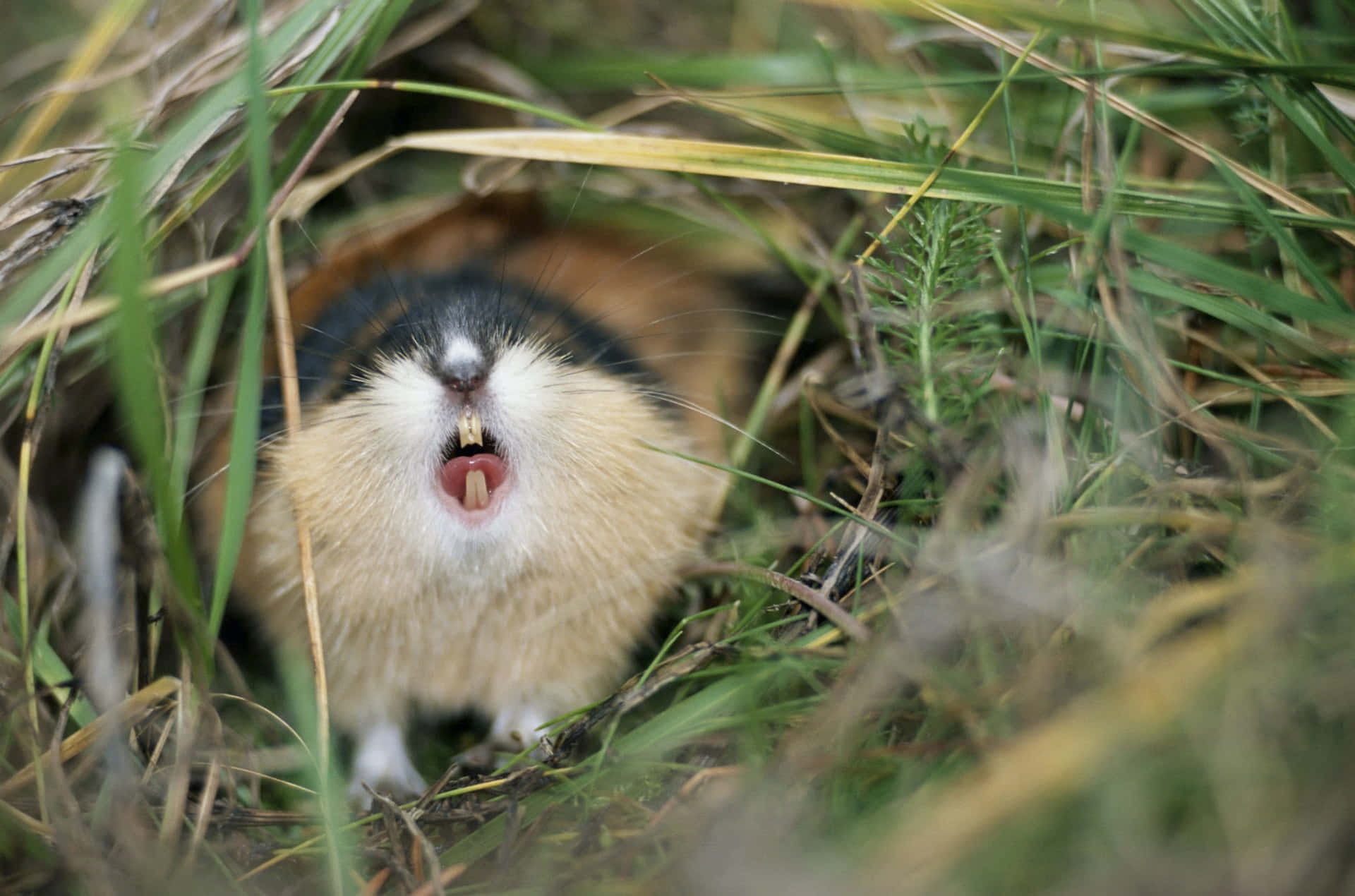 Lemming I Gress Bakgrunnsbildet