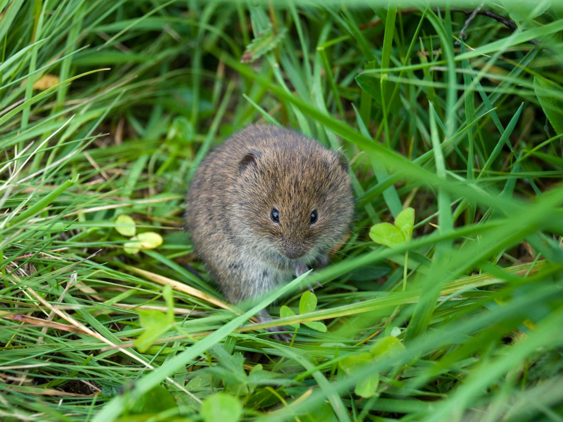 Lemming I Gress Bakgrunnsbildet