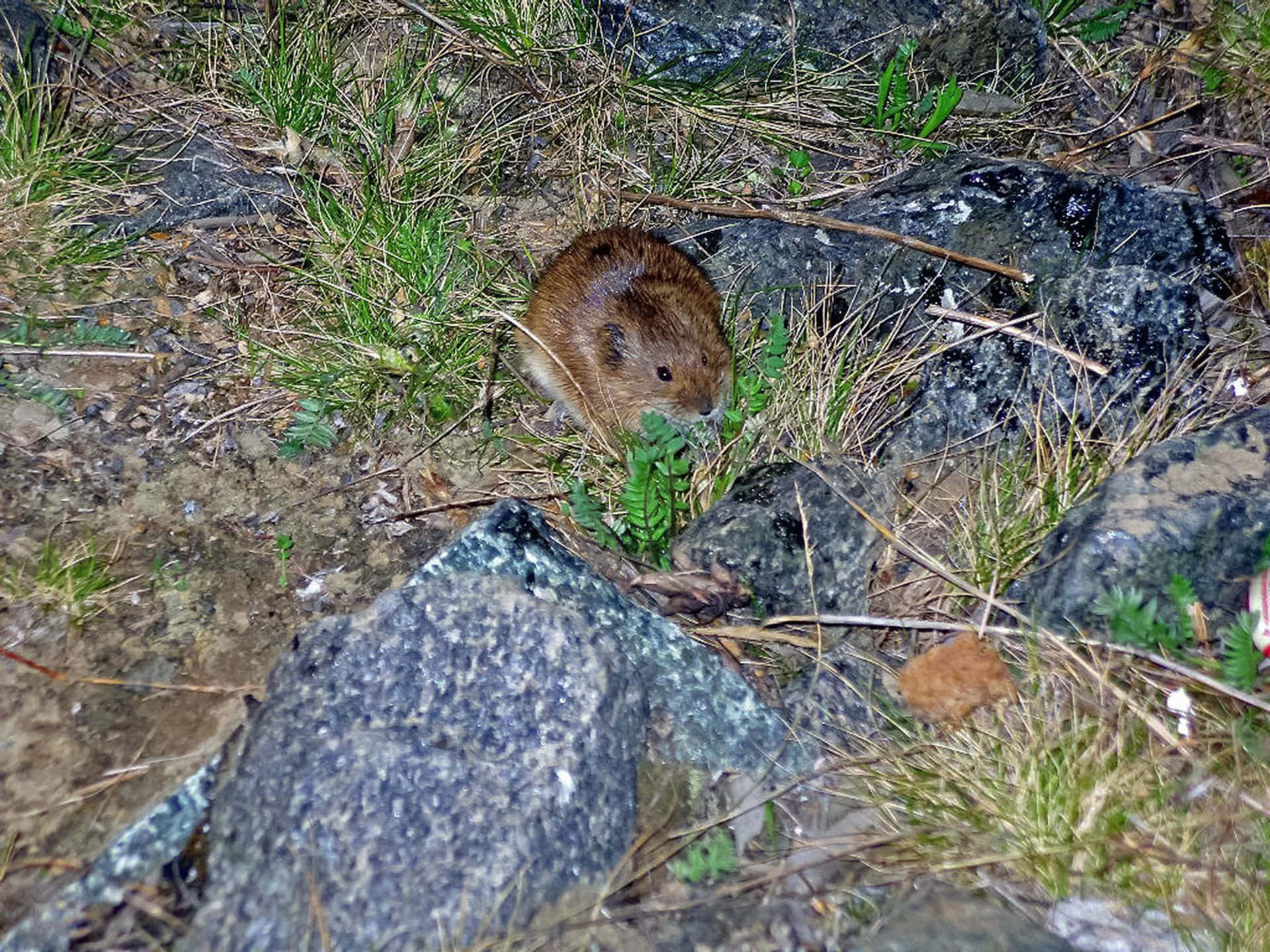 Lemmingens Habitat Bakgrunnsbildet