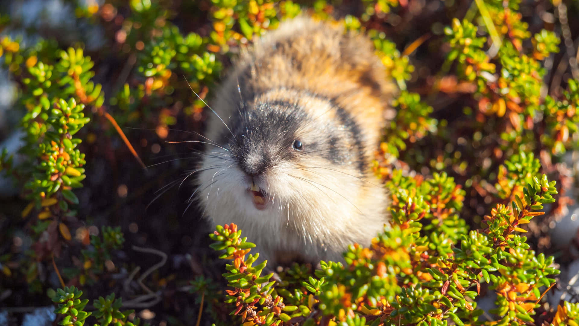 Lemming I Naturlig Habitat Bakgrunnsbildet