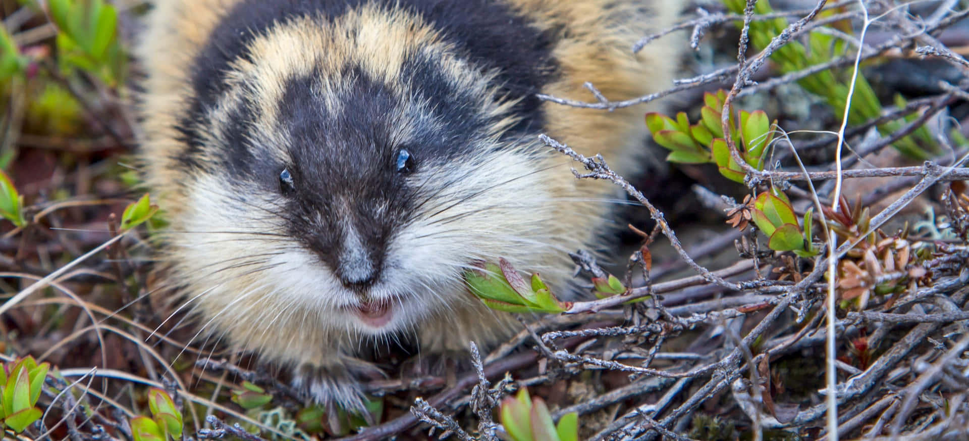 Lemming I Naturlig Habitat Bakgrunnsbildet