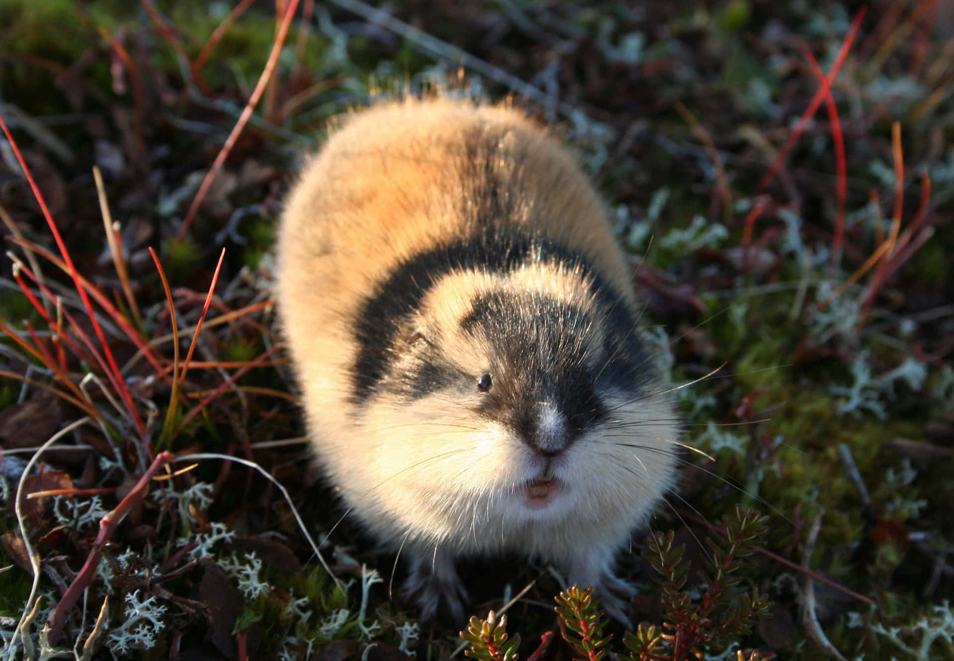 Lemming I Naturlig Habitat Bakgrunnsbildet