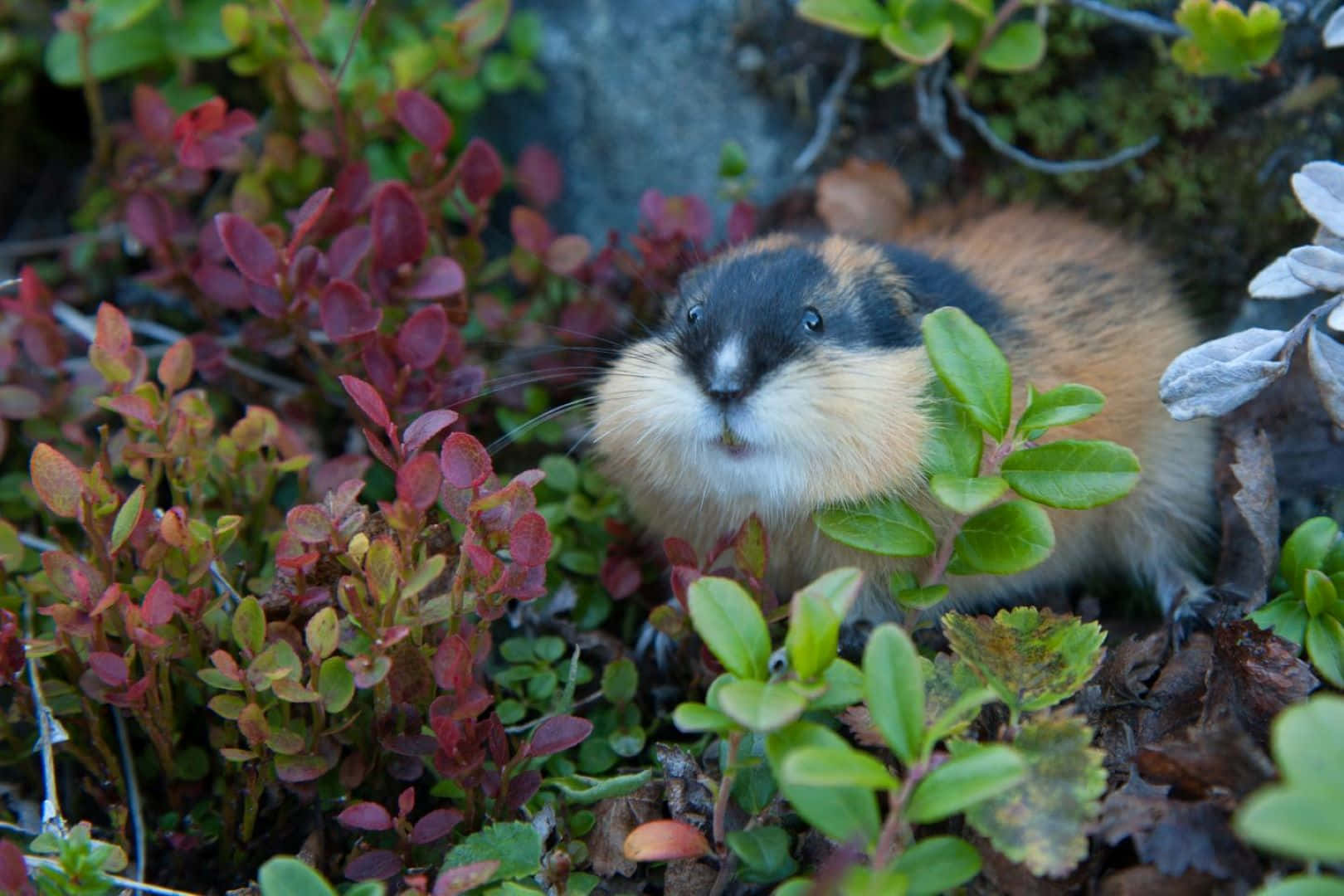 Lemming I Naturlig Habitat Bakgrunnsbildet