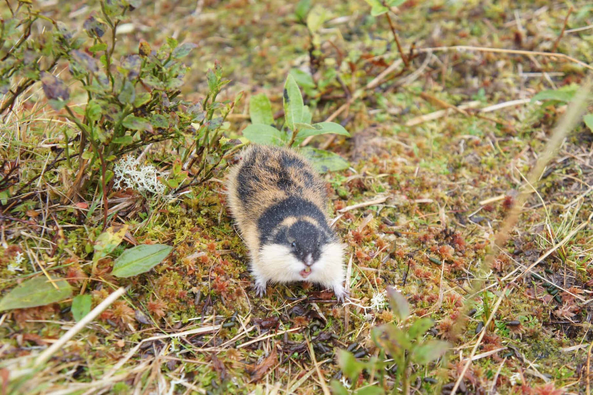 Lemming I Naturlig Habitat.jpg Bakgrunnsbildet