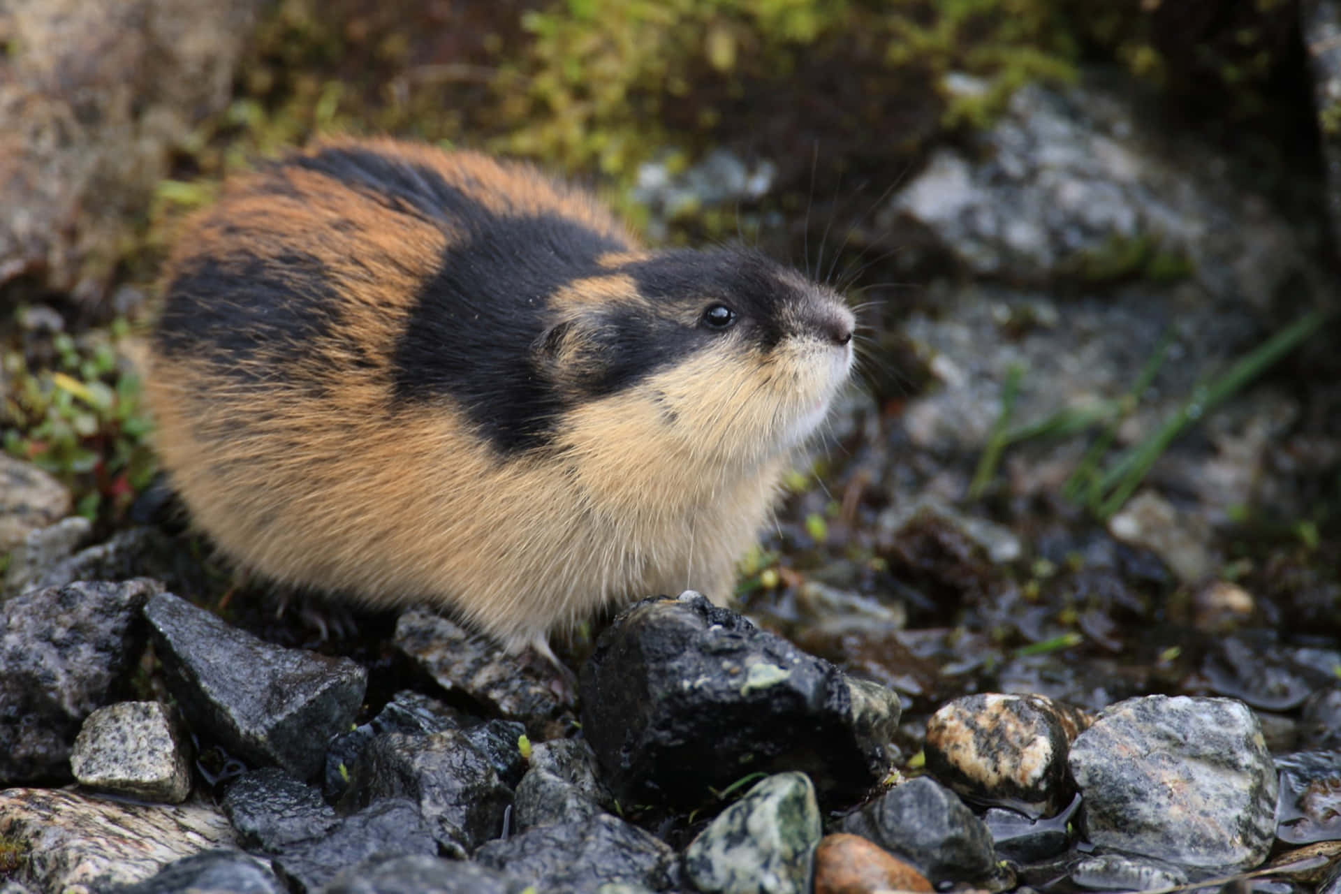 Lemming I Naturlig Habitat.jpg Bakgrunnsbildet