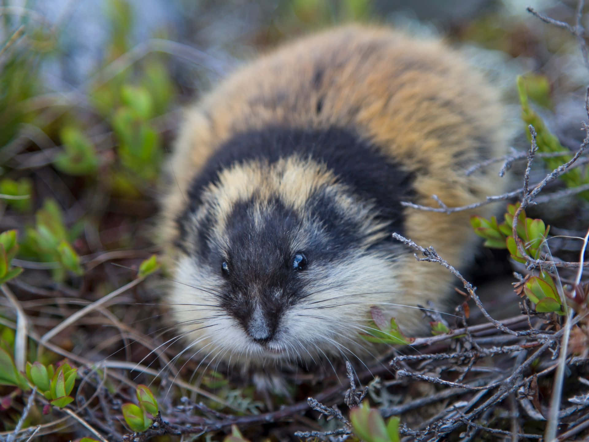 Lemming I Naturlig Habitat.jpg Bakgrunnsbildet