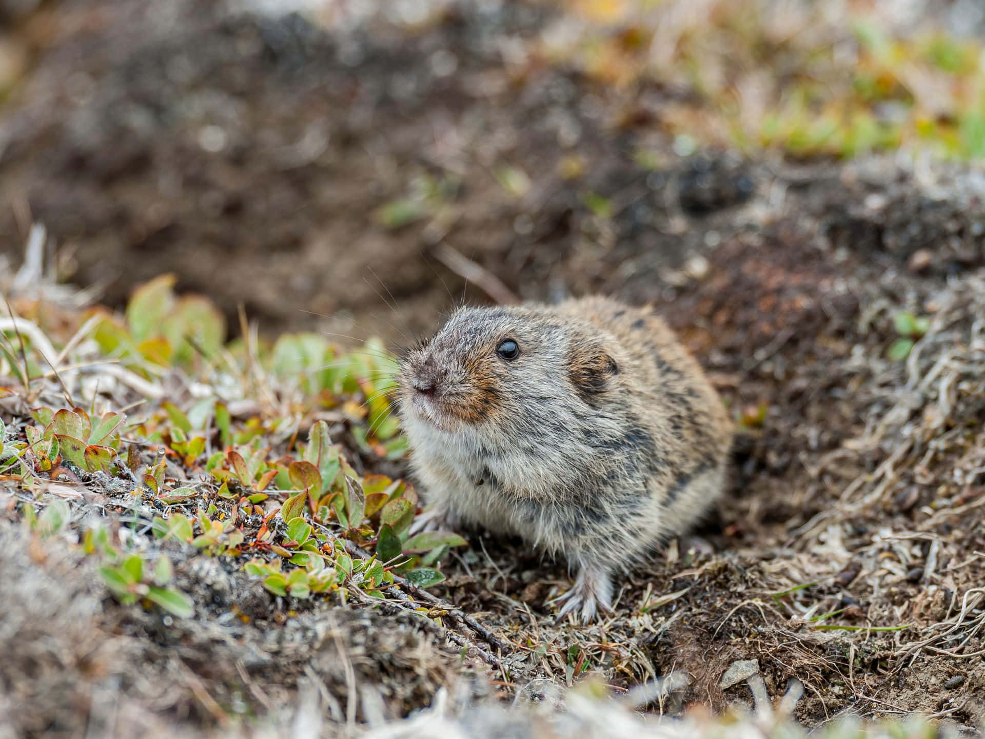 Lemming I Naturlig Habitat.jpg Bakgrunnsbildet