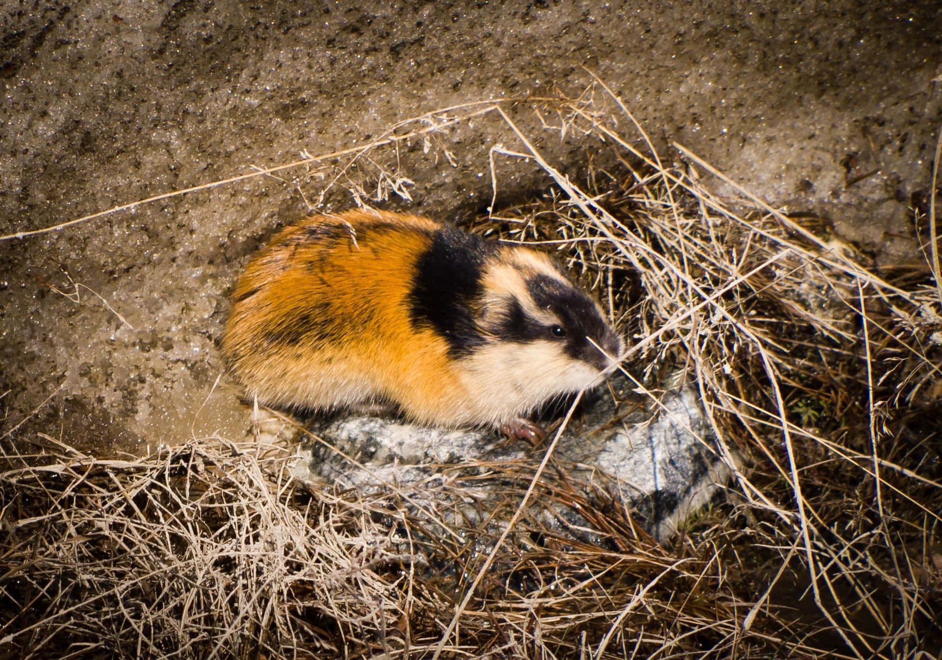 Lemming I Naturlig Habitat.jpg Bakgrunnsbildet