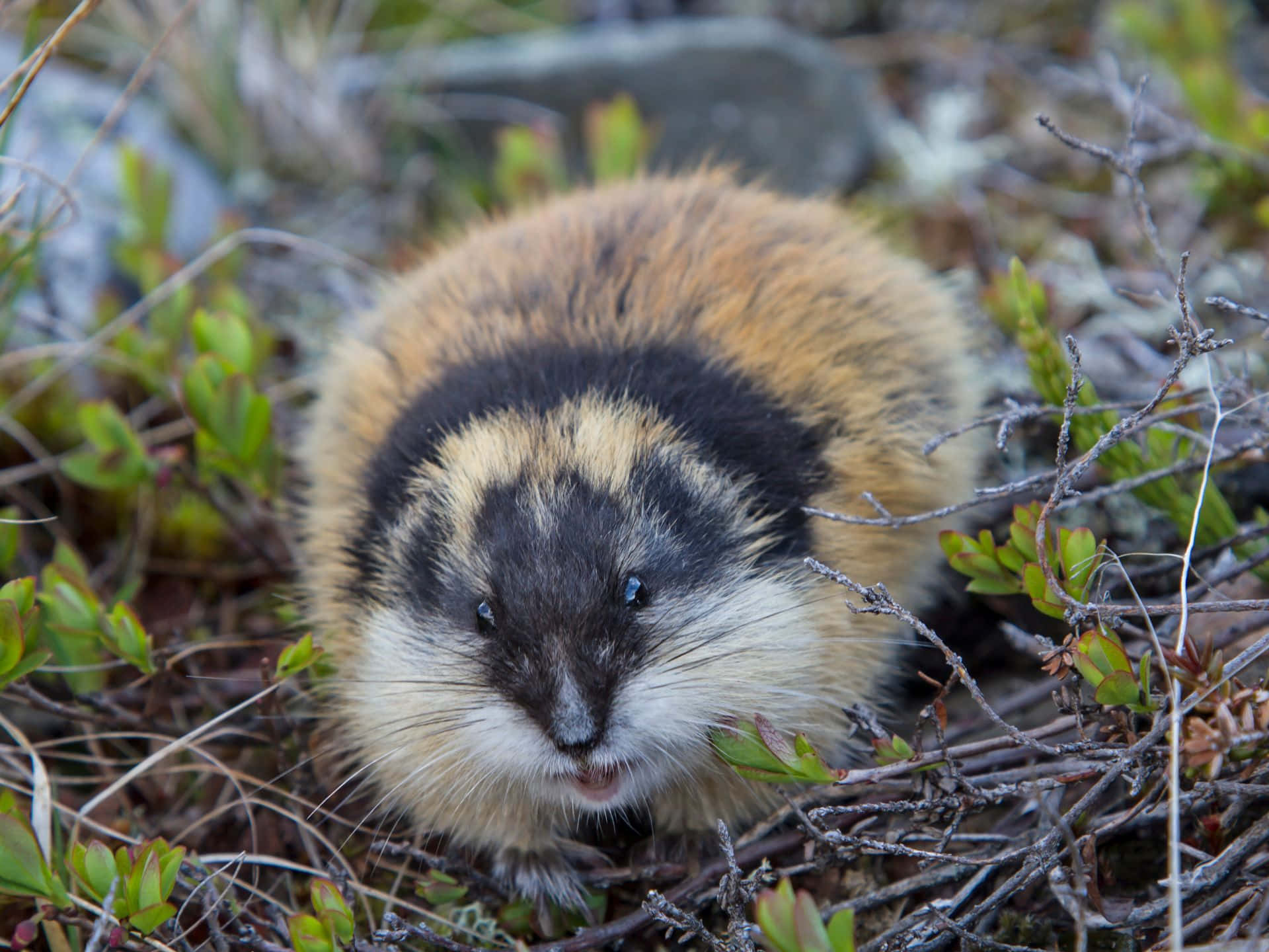 Lemming I Naturlig Habitat Bakgrunnsbildet