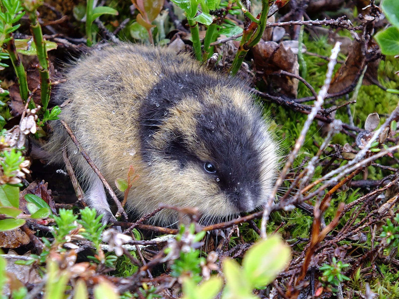 Lemming I Naturlig Habitat Bakgrunnsbildet