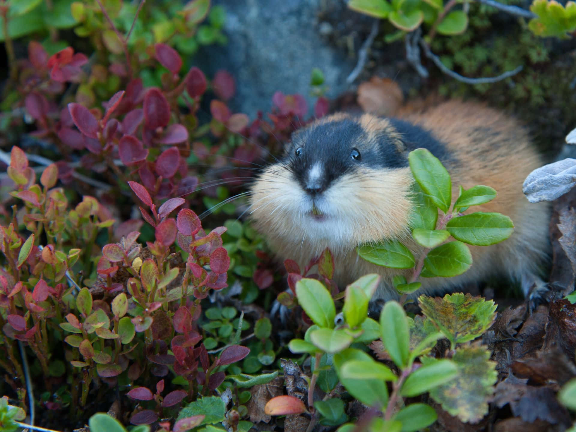 Lemming I Naturlig Habitat Bakgrunnsbildet