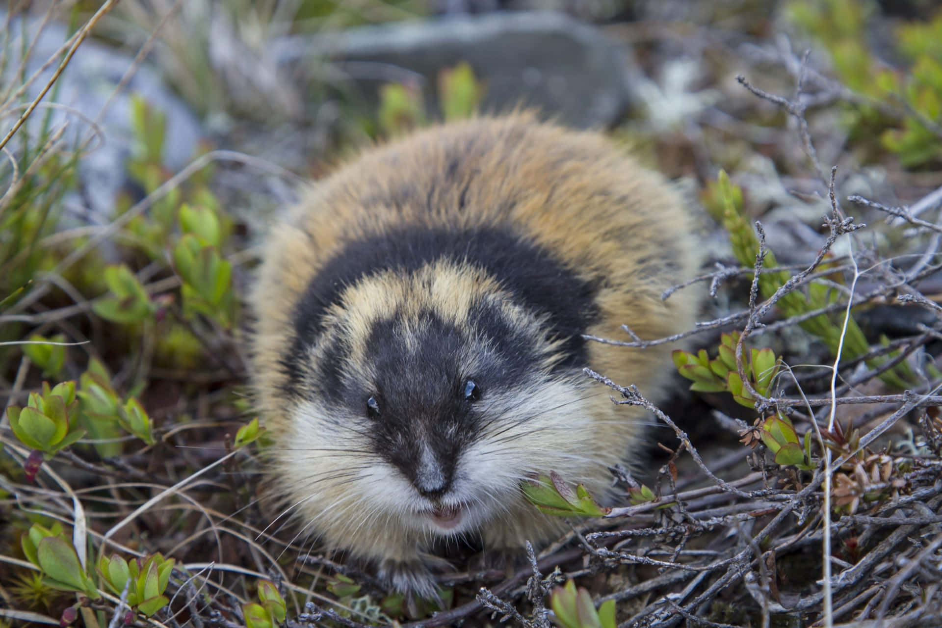 Lemming I Naturlig Habitat Bakgrunnsbildet