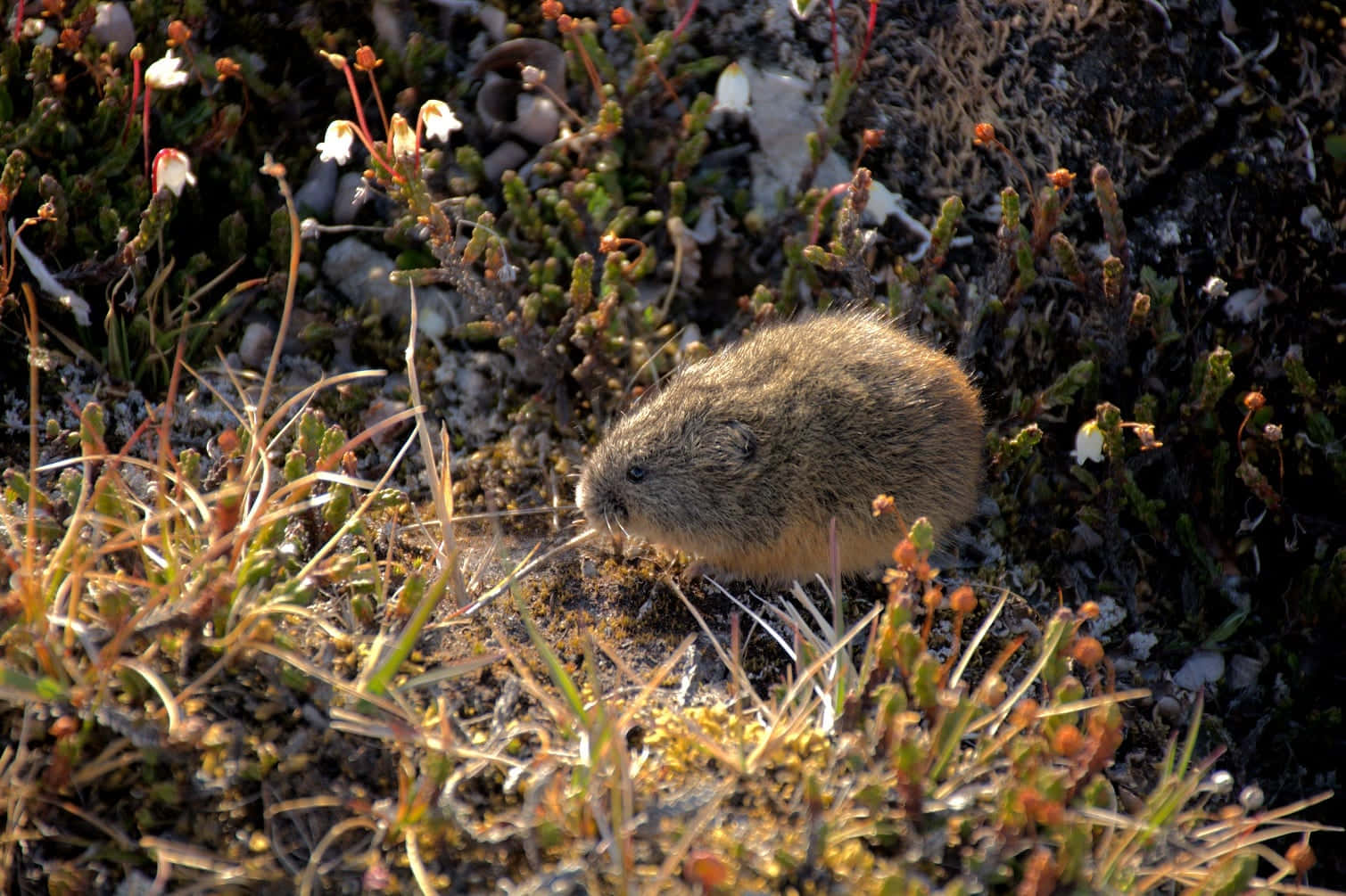 Lemming I Naturlig Habitat Bakgrunnsbildet