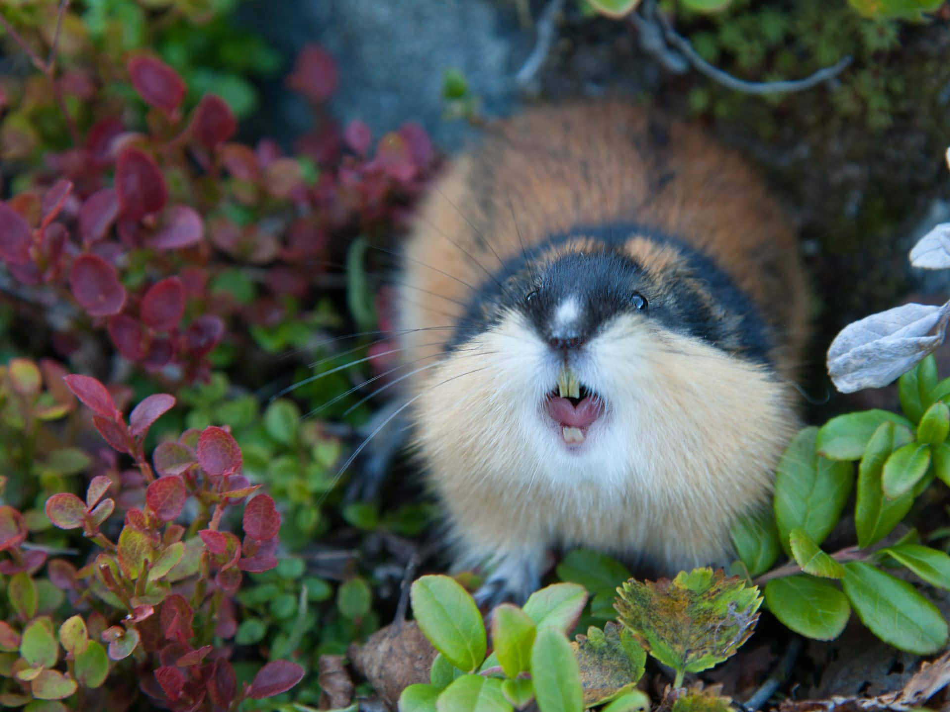 Lemming I Naturen Bakgrunnsbildet