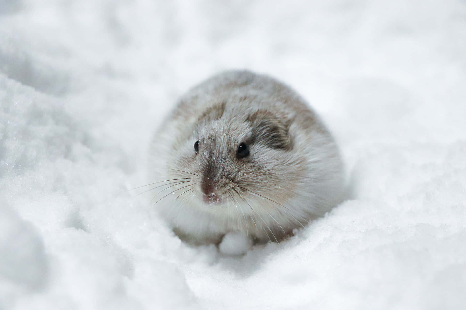 Lemming I Snø Bakgrunnsbildet