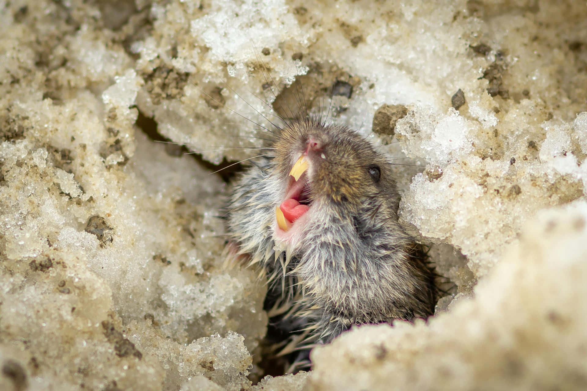 Lemming I Snø Bakgrunnsbildet